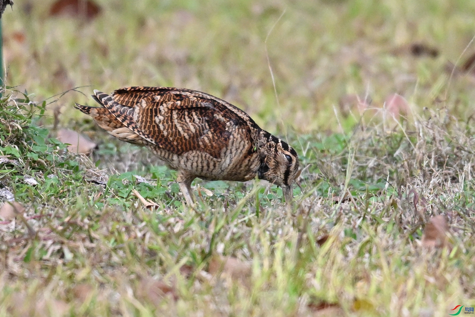 DSC_8551.JPG