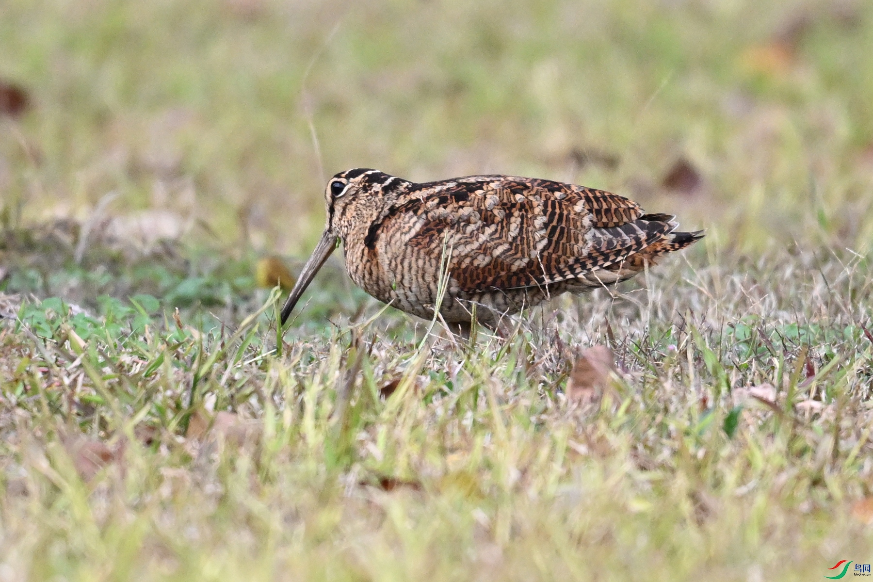 DSC_8566.JPG