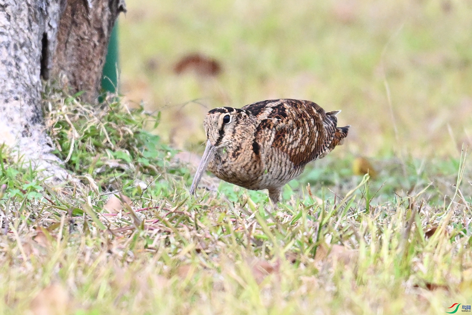 DSC_8586.JPG