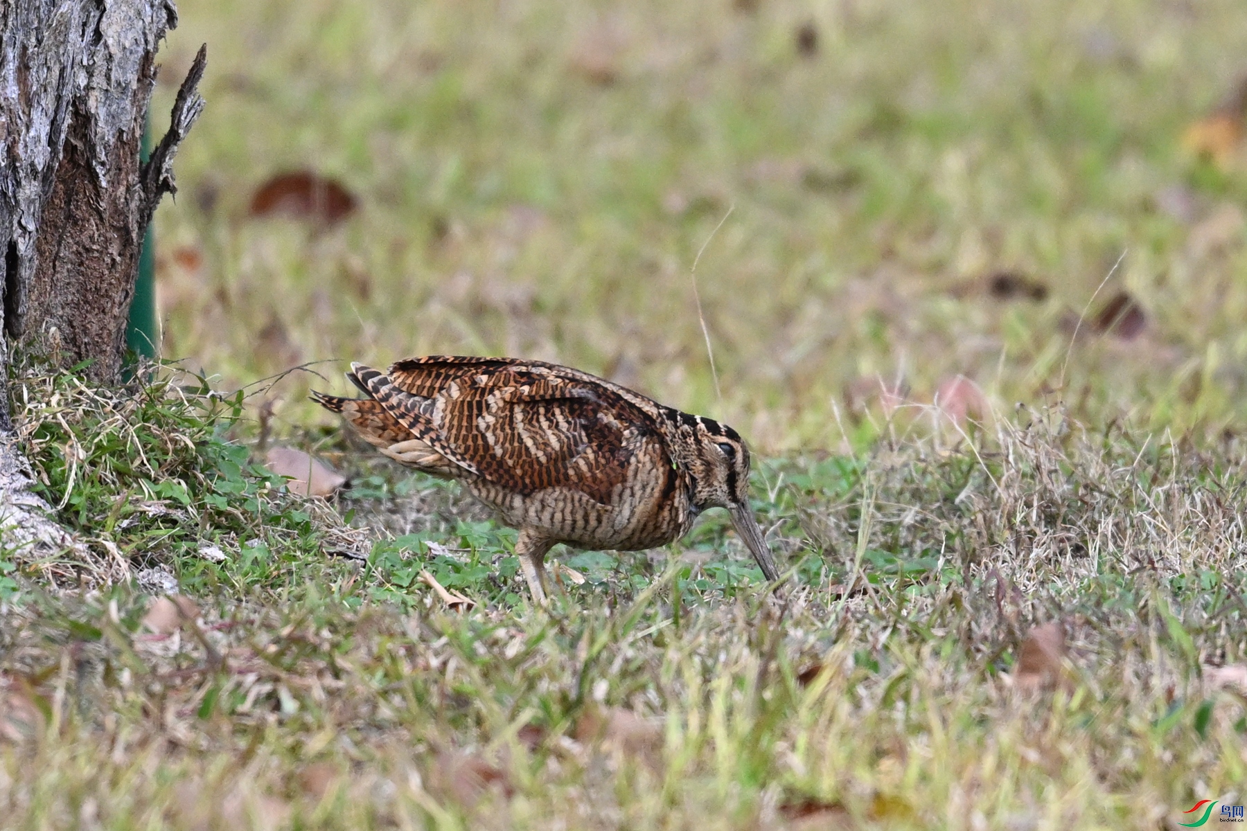 DSC_8553.JPG