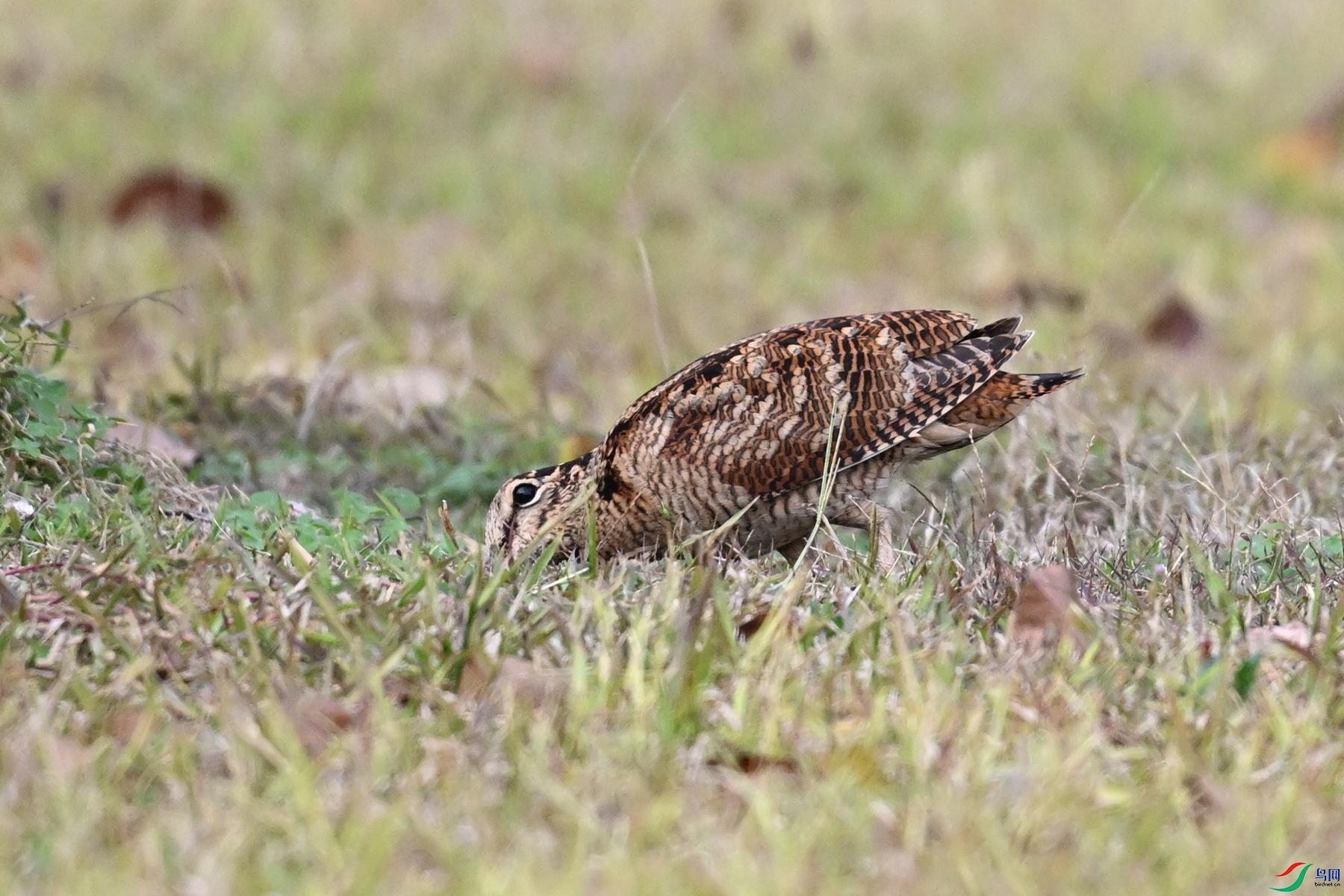 DSC_8569.JPG
