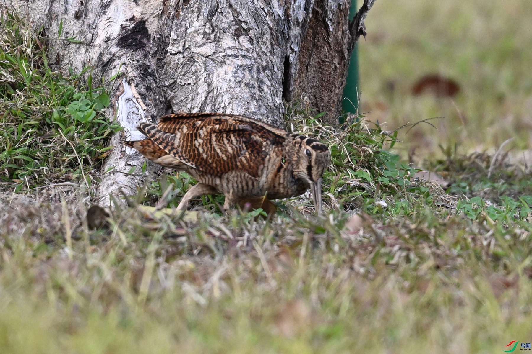 DSC_8590.JPG