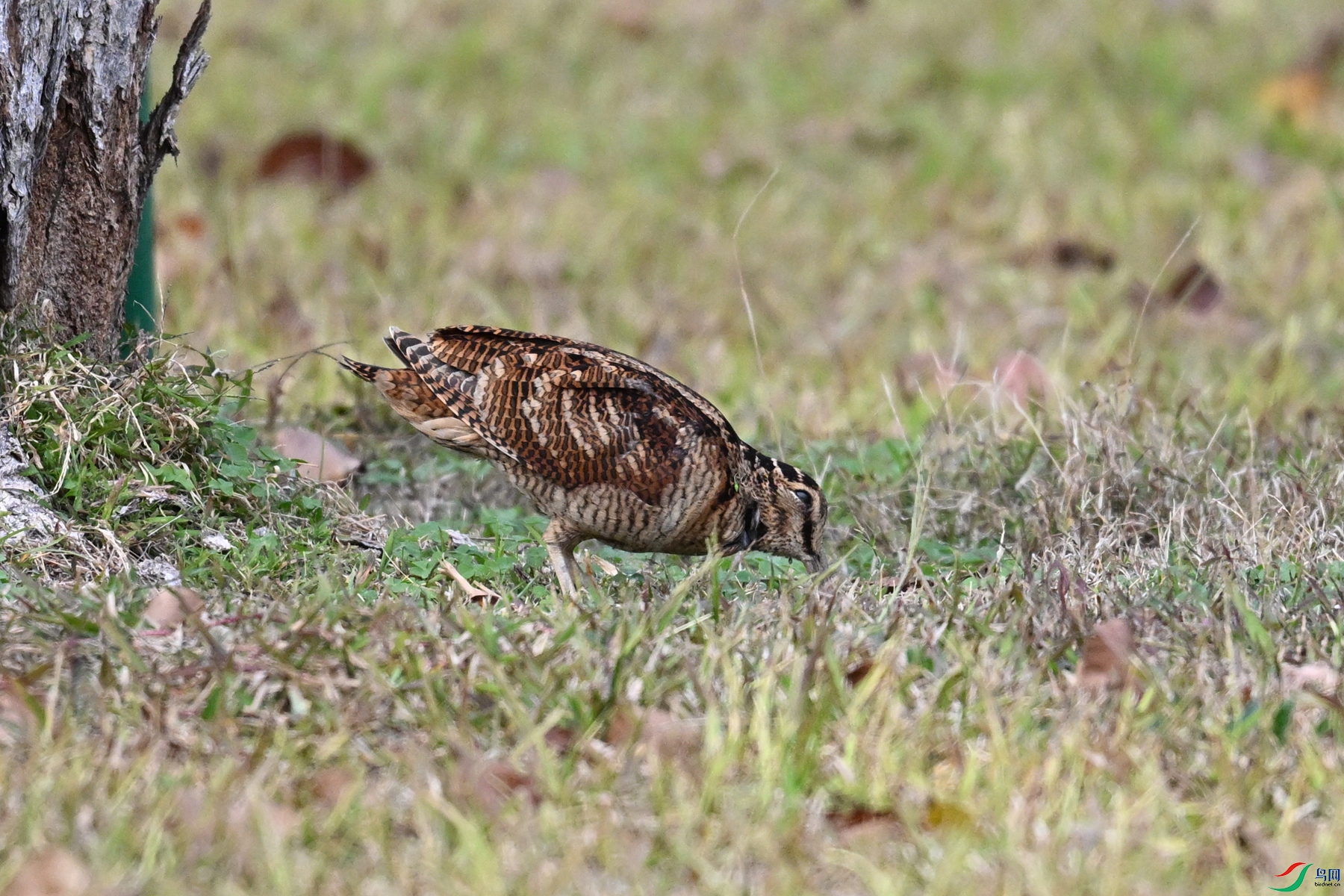 DSC_8555.JPG