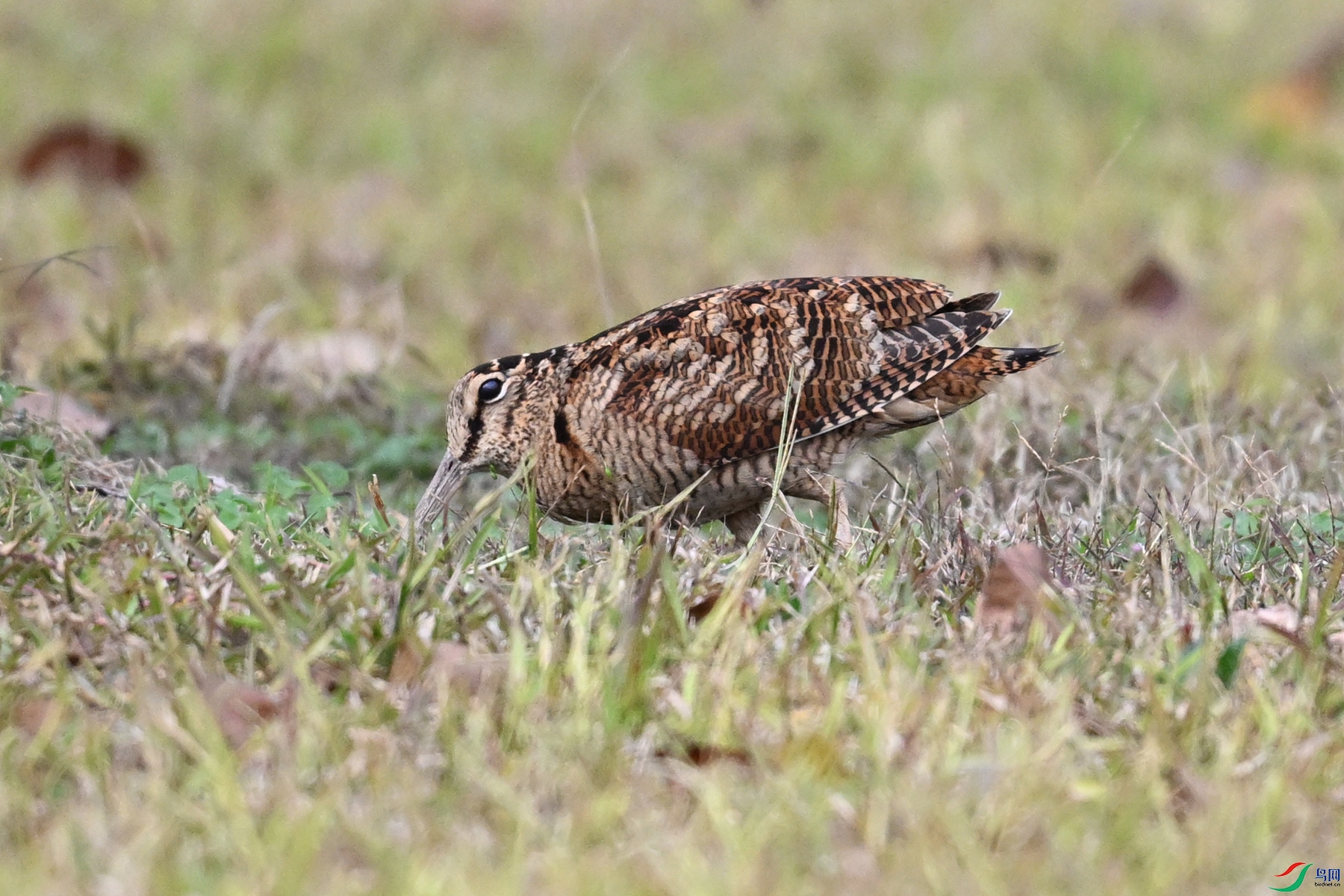 DSC_8572.JPG