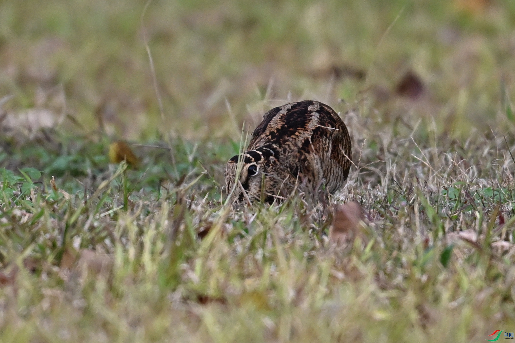 DSC_8557.JPG
