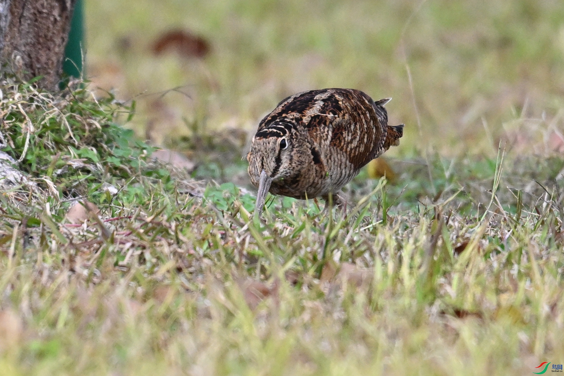DSC_8582.JPG