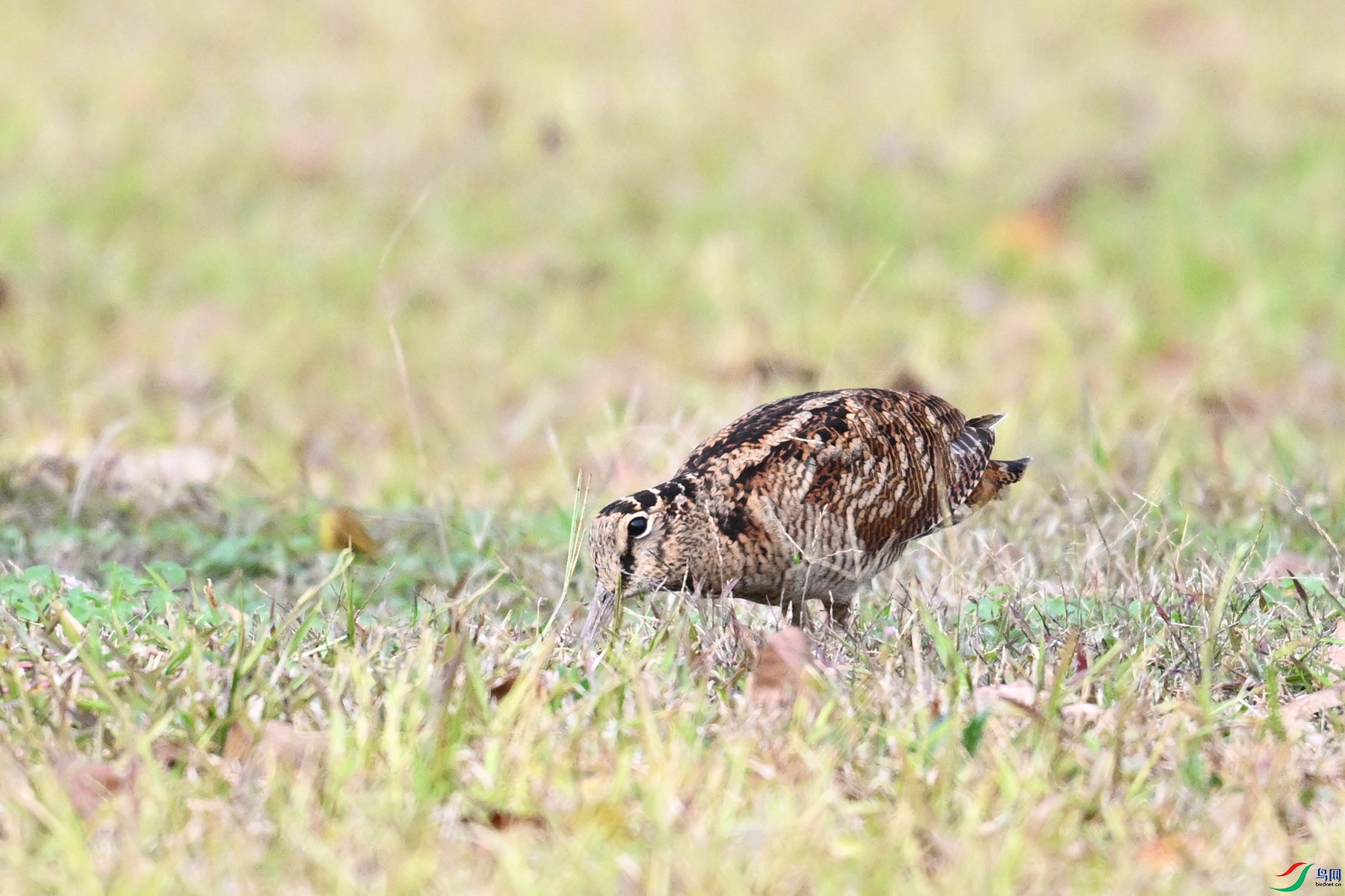 DSC_8559.JPG