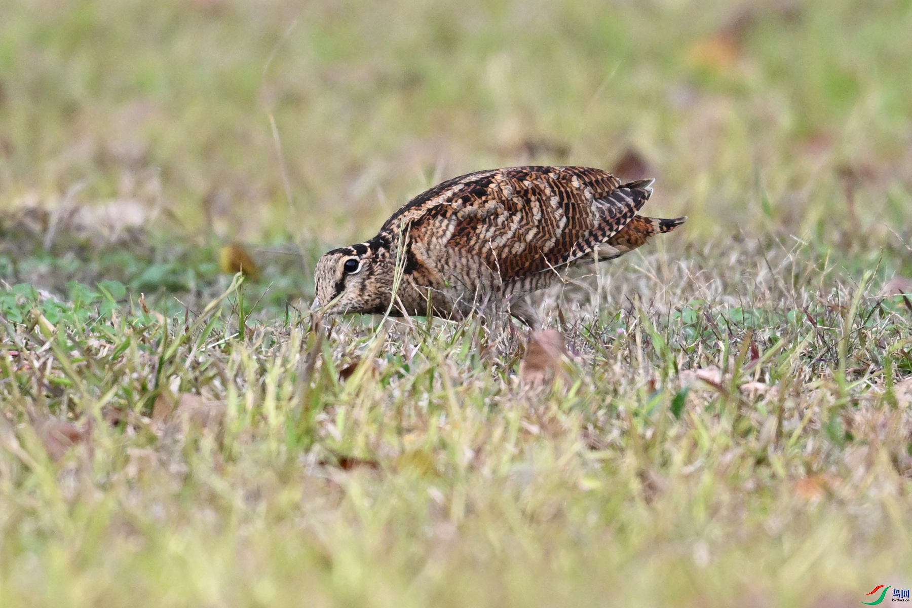 DSC_8562.JPG