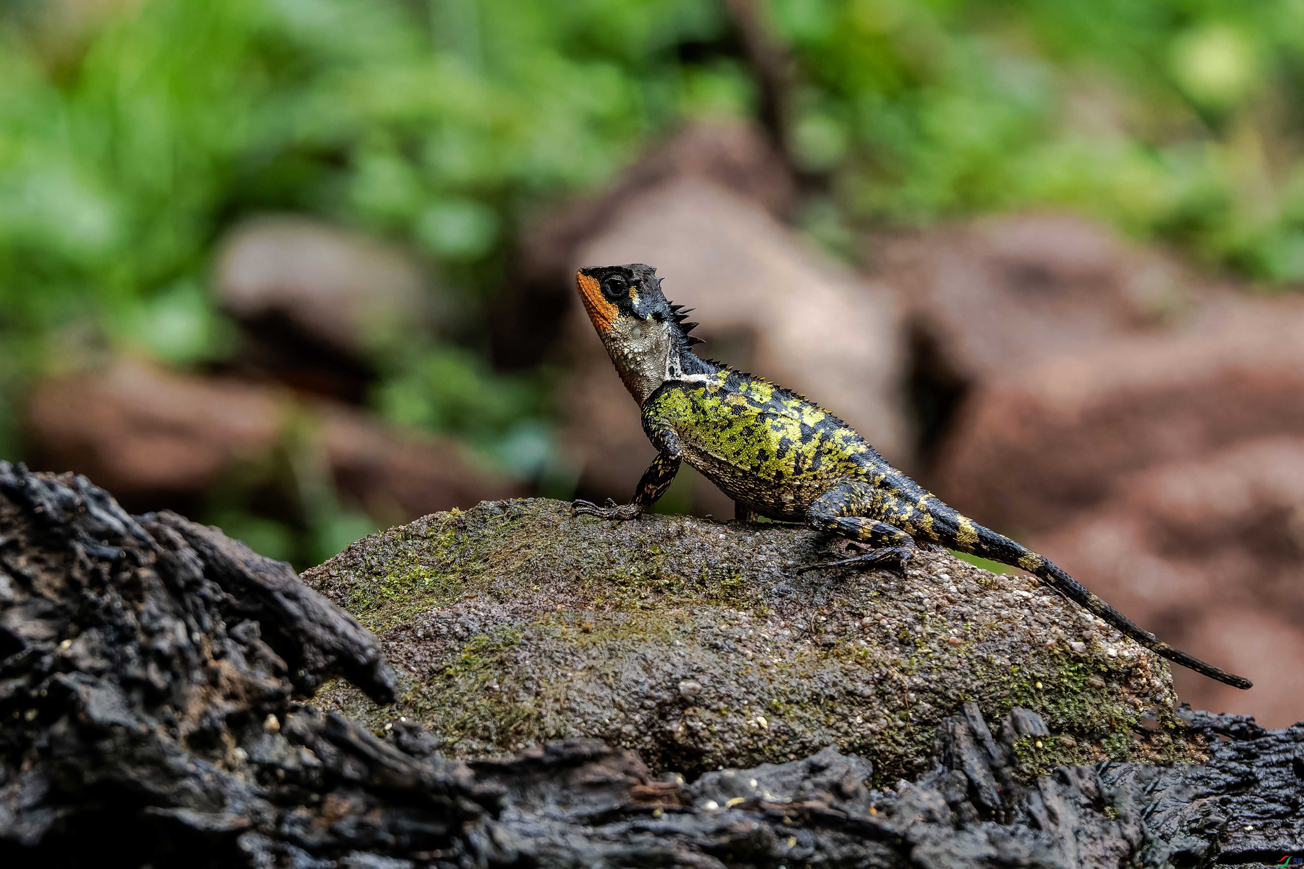 DSC_3060-NEF_DxO_DeepPRIMEXD ���� 2.jpg