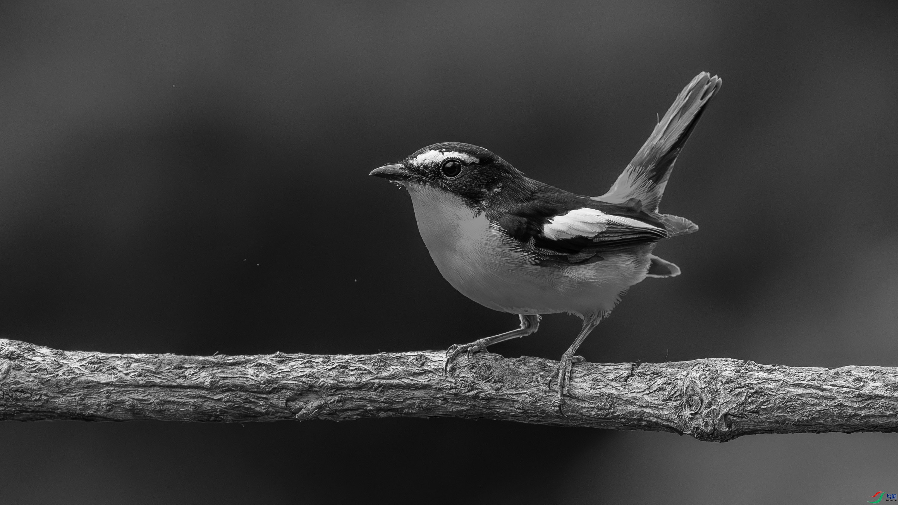 DSC04808-h.jpg