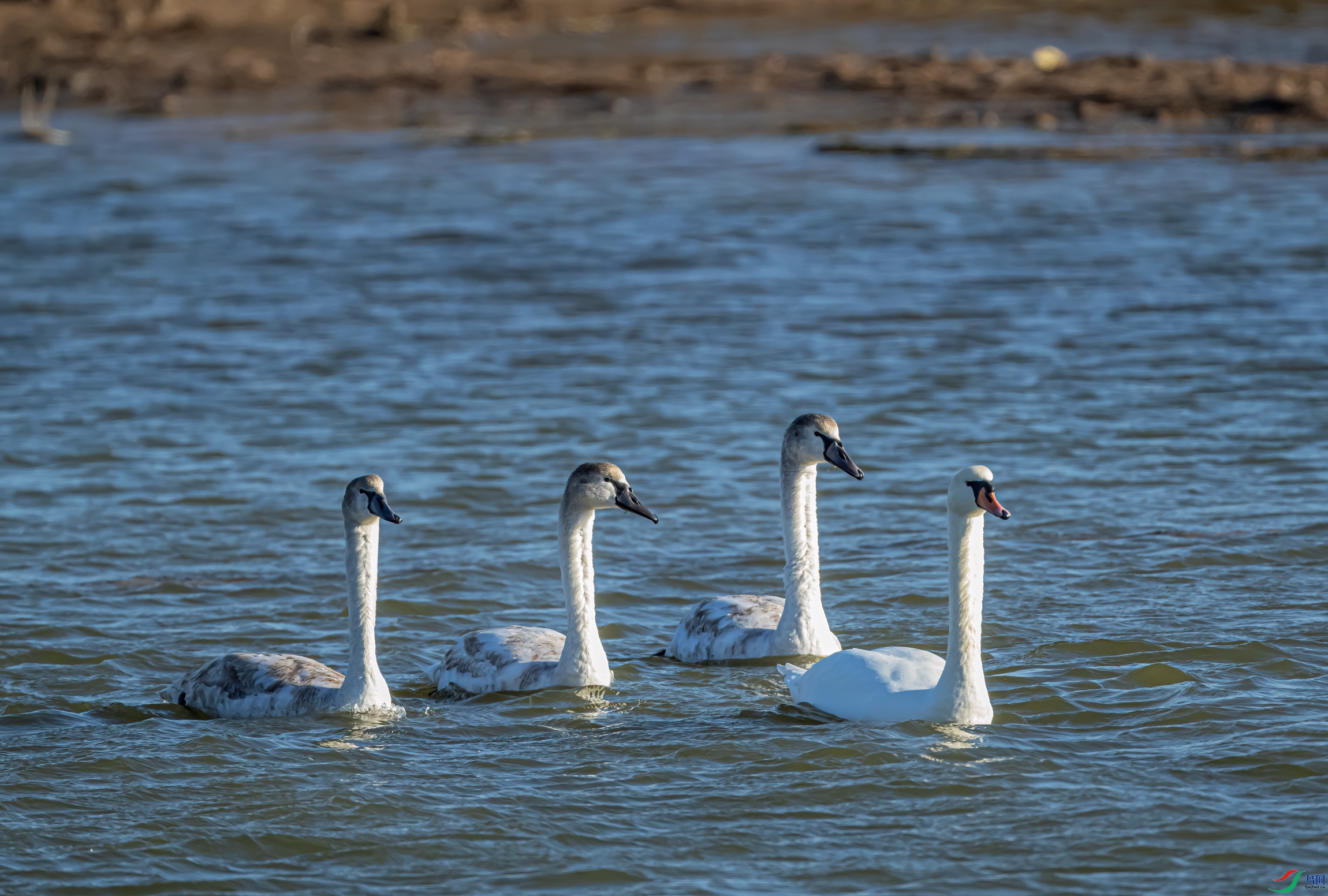 DSC_9976-11.jpg