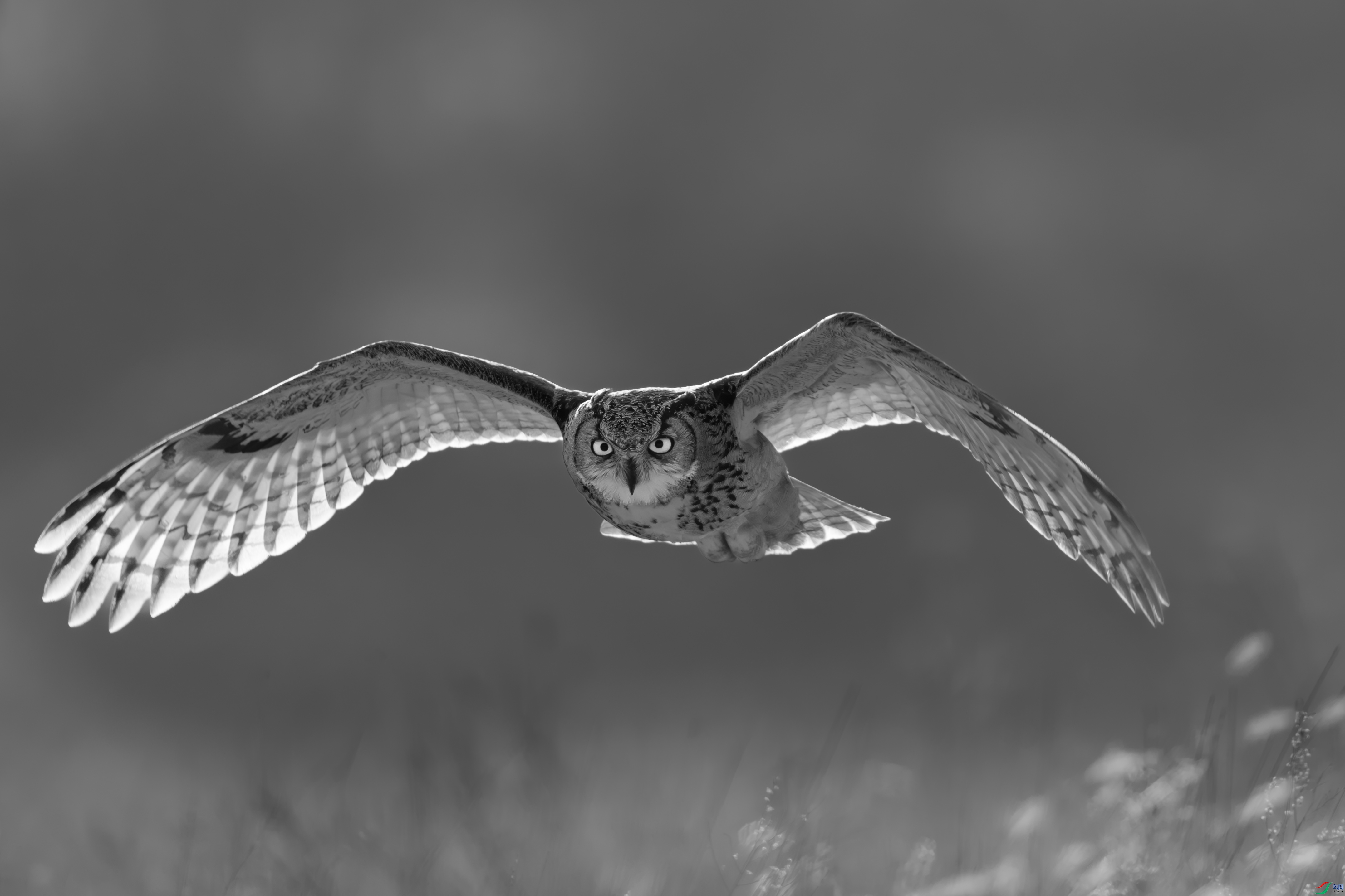 C9922.jpg