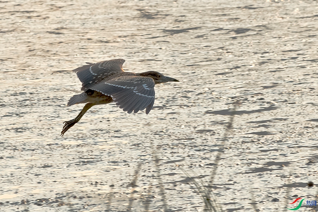 DSC_2429.jpg