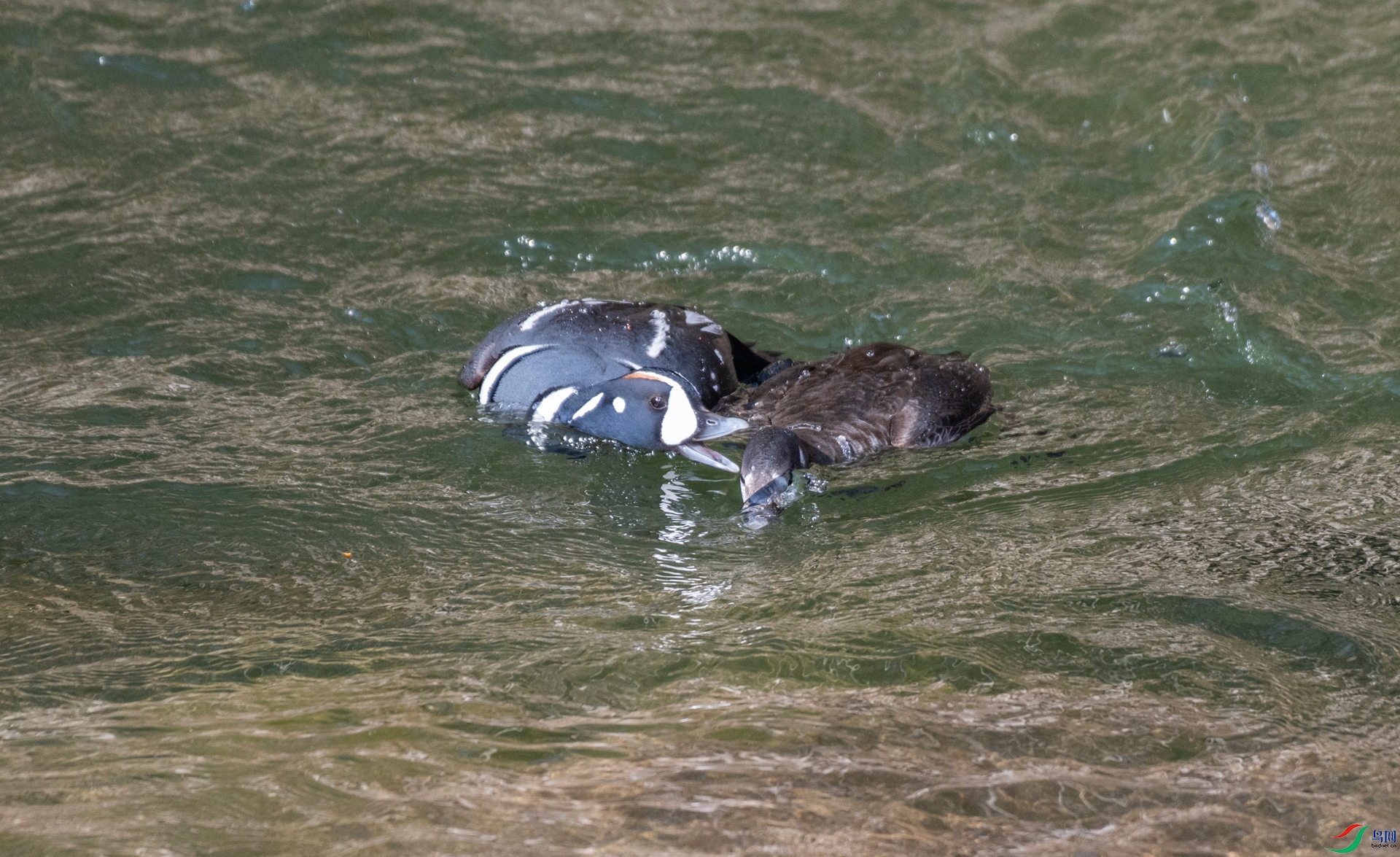 DSC_2115.jpg