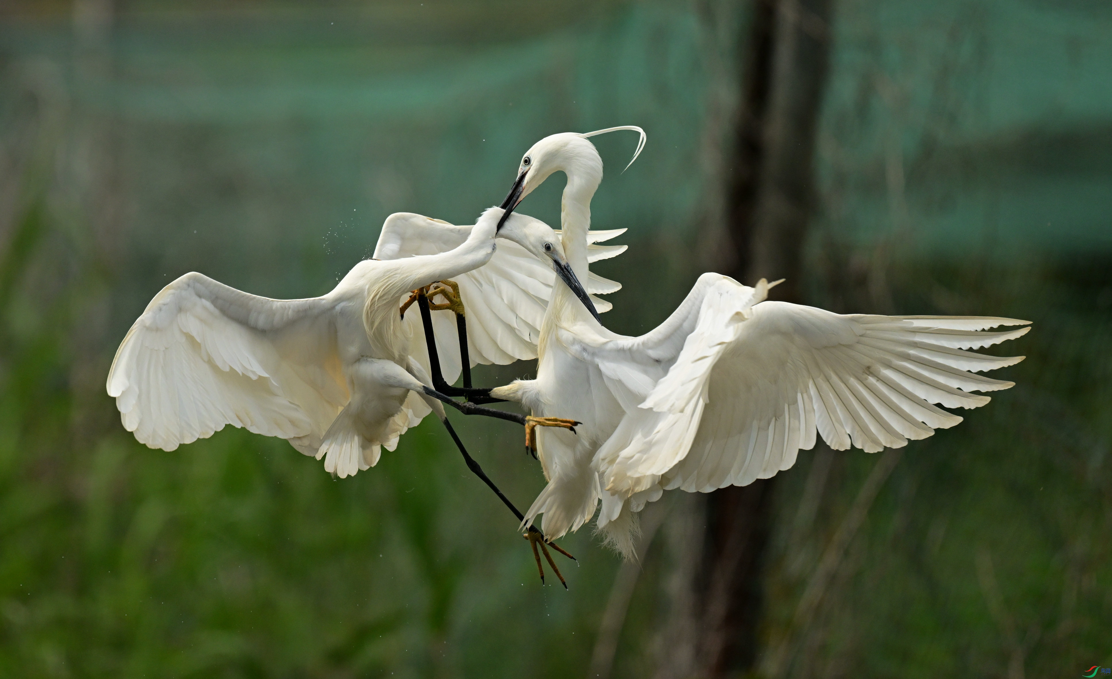 DSC_6952.jpg