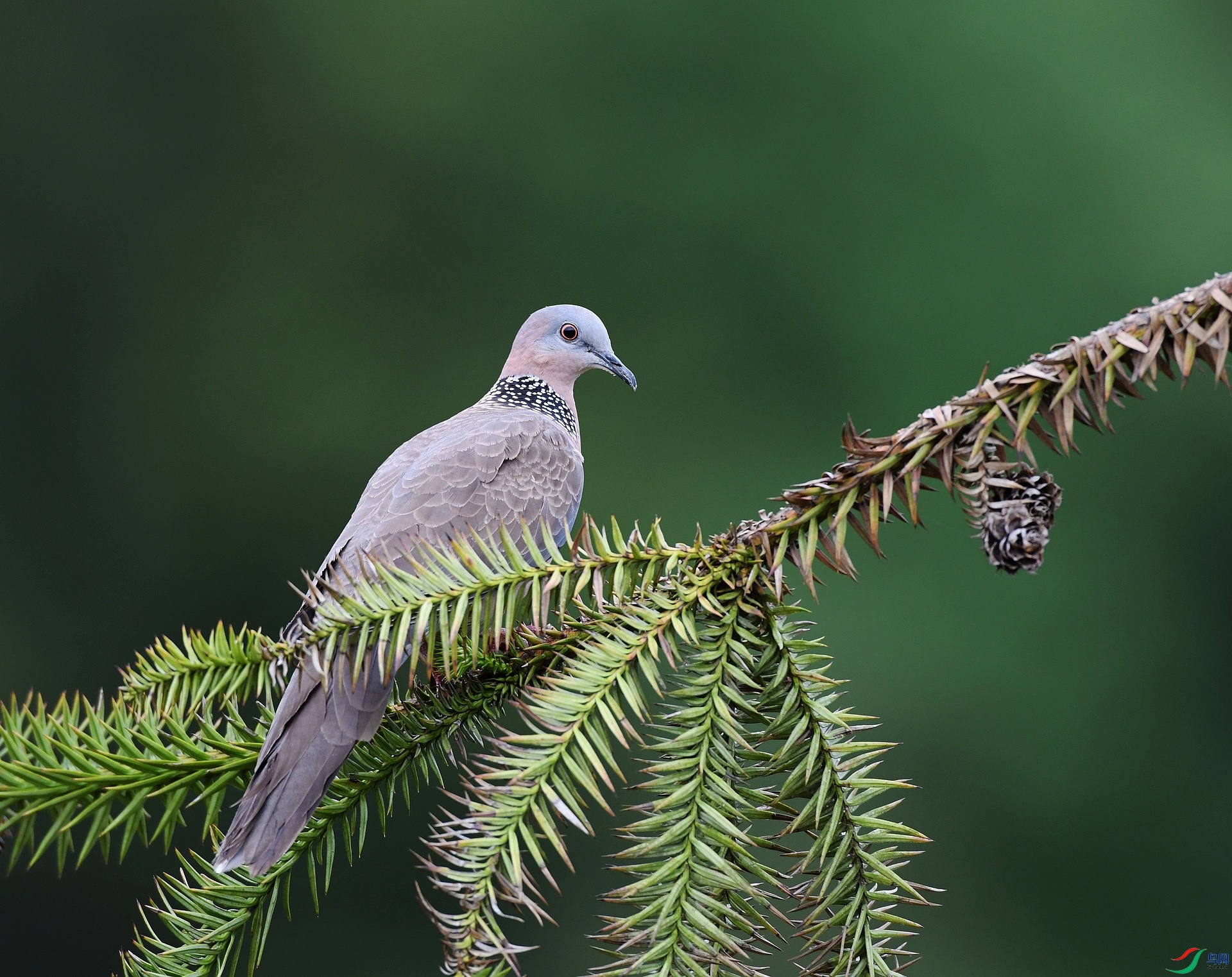 DSC_2664.jpg