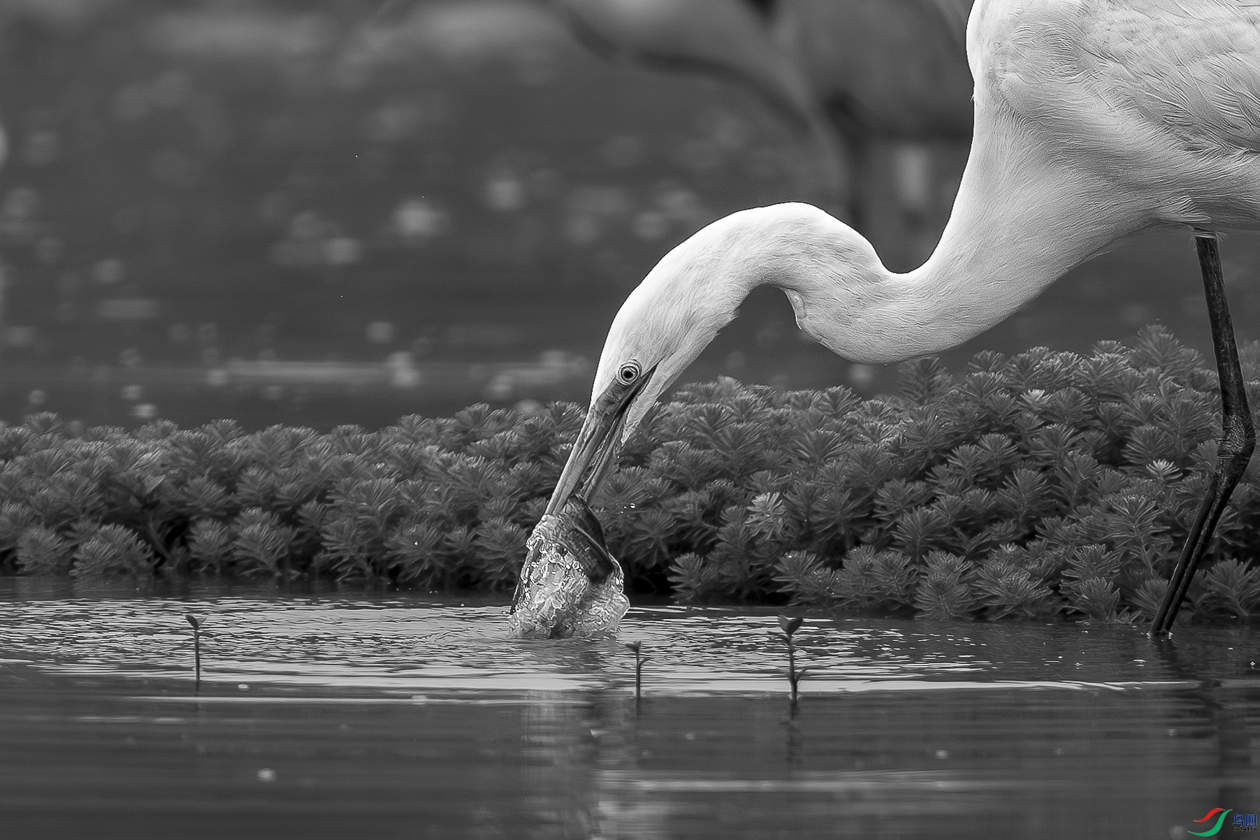 _DSC5267..jpg