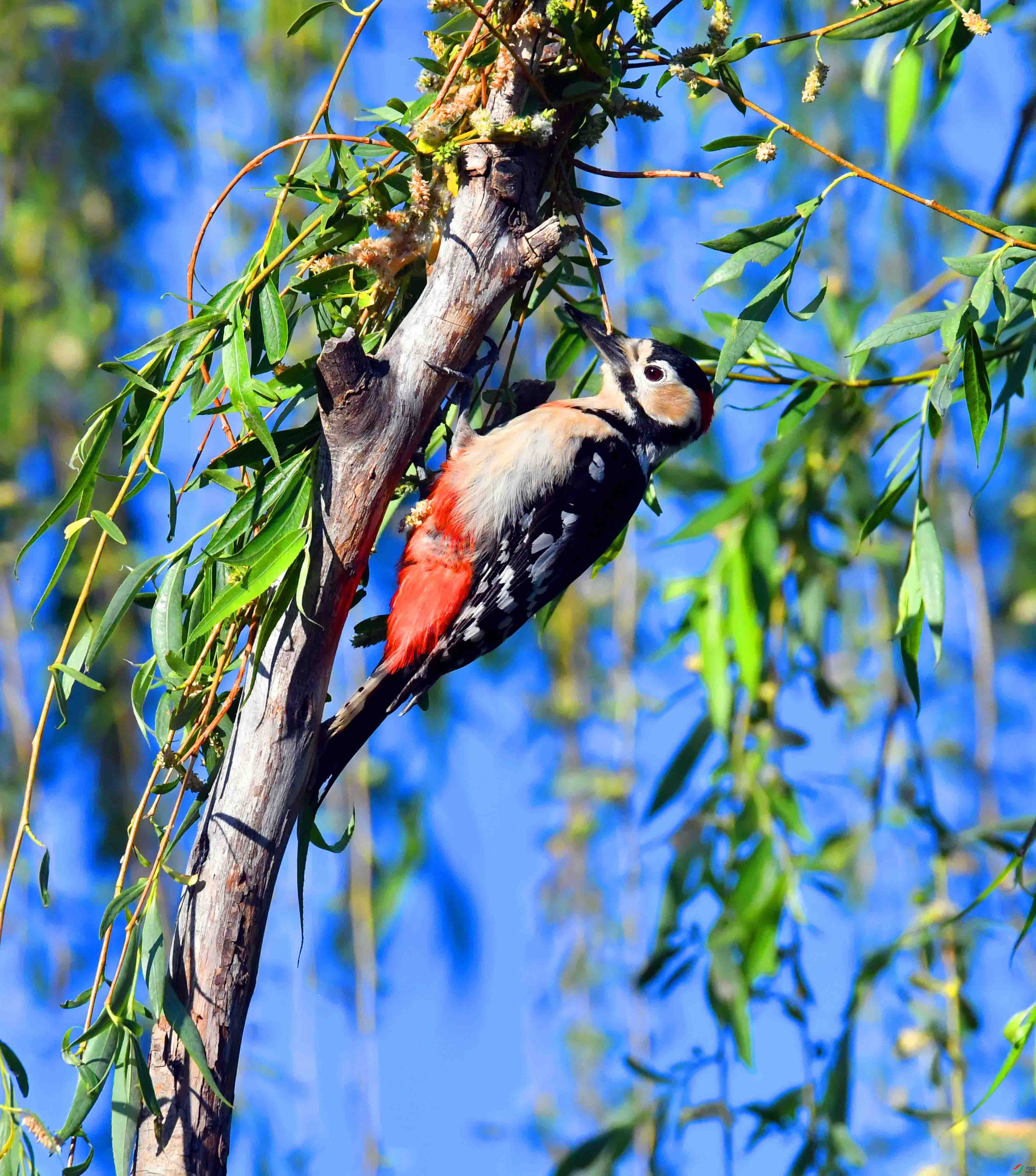 DSC_2265.JPG