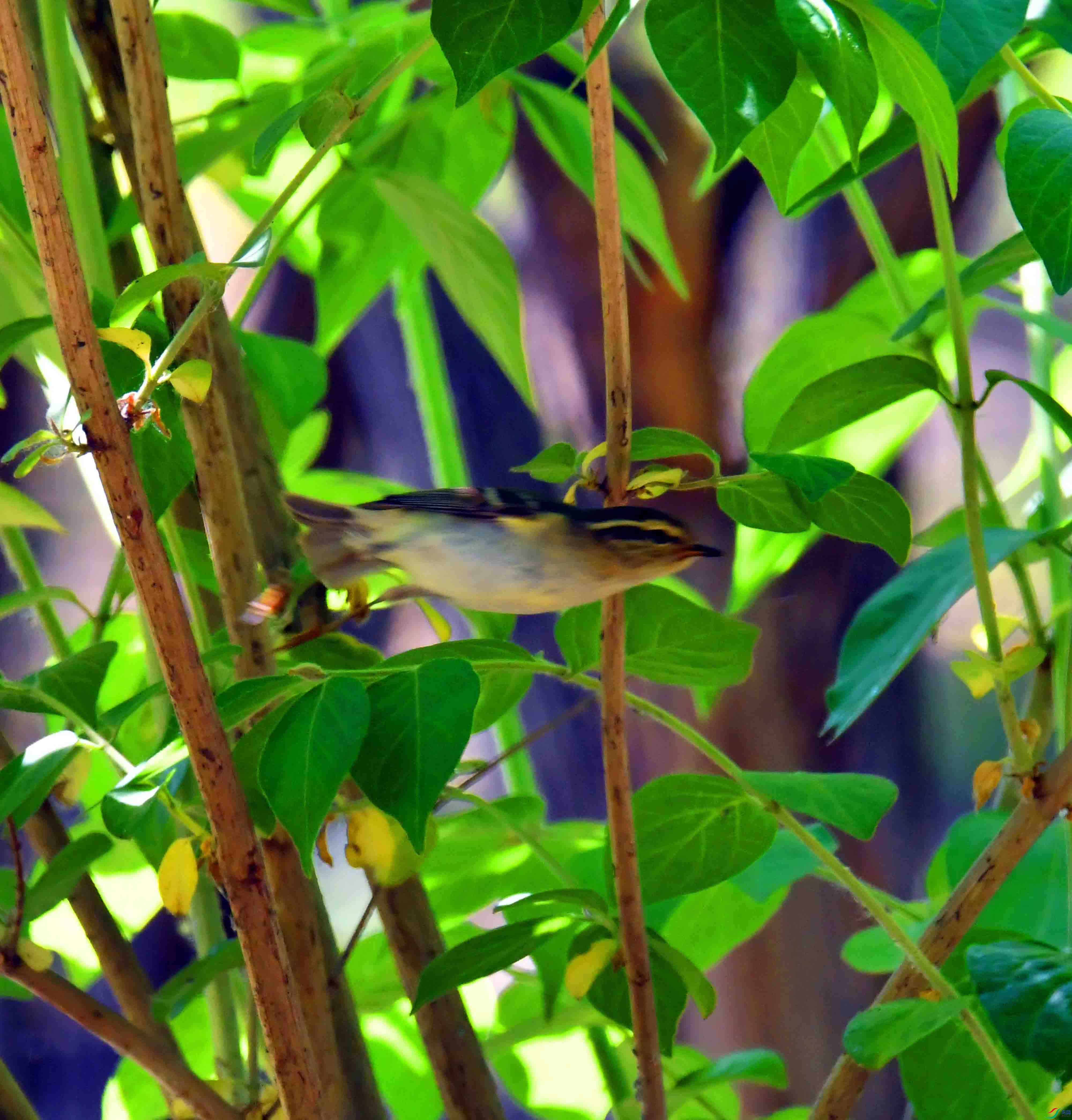 DSC_2387.JPG