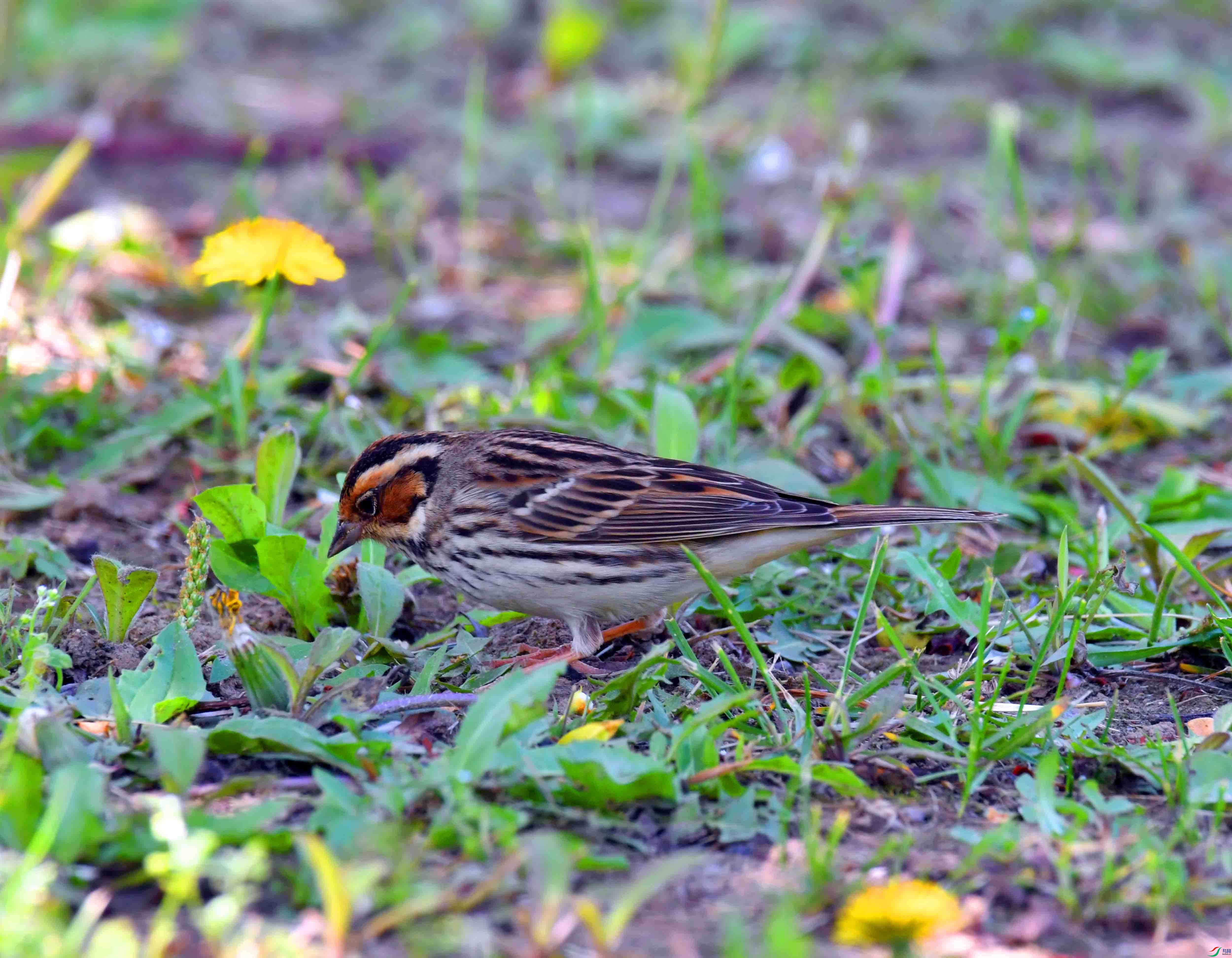 DSC_2425.JPG