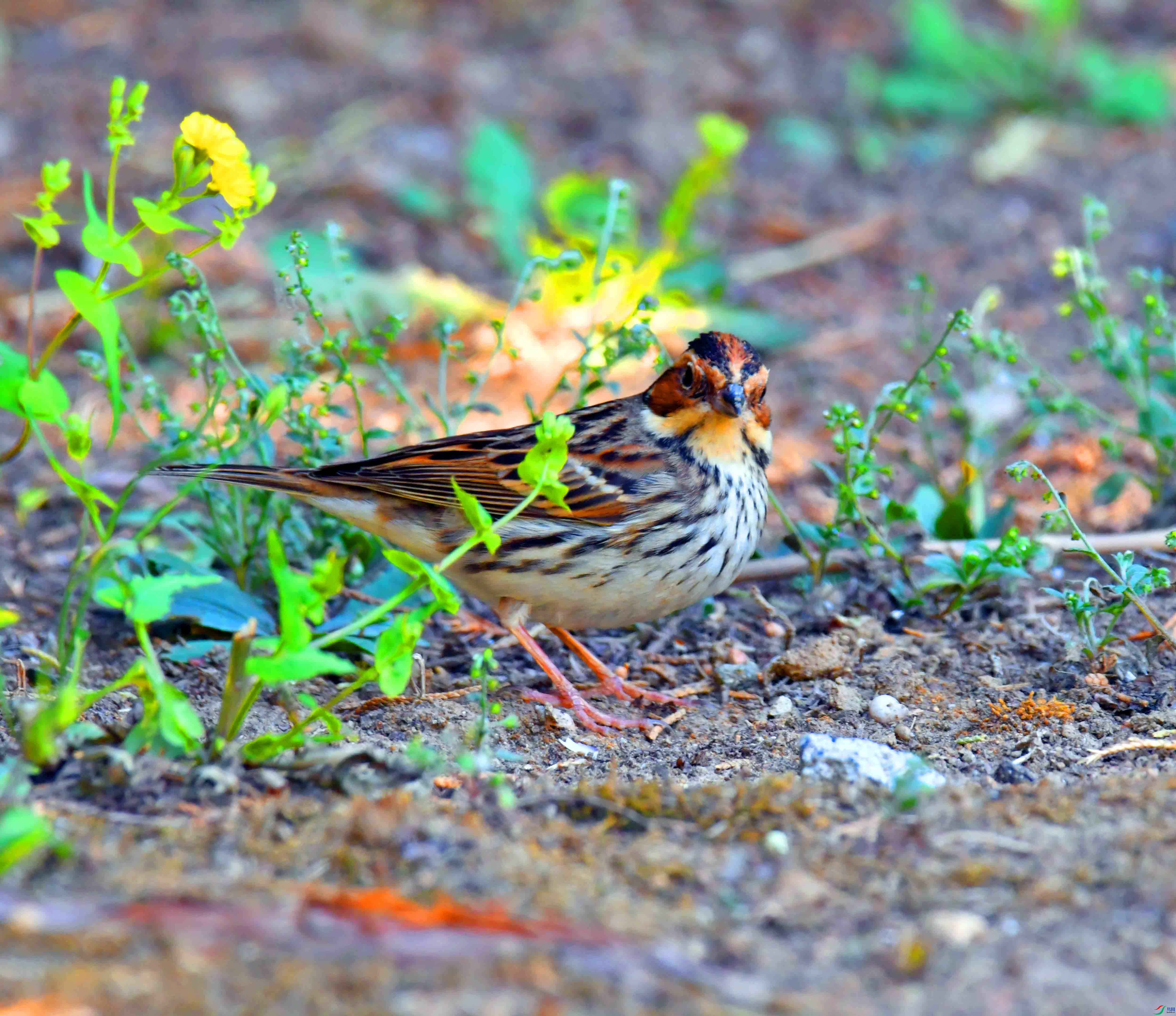 DSC_2430.JPG