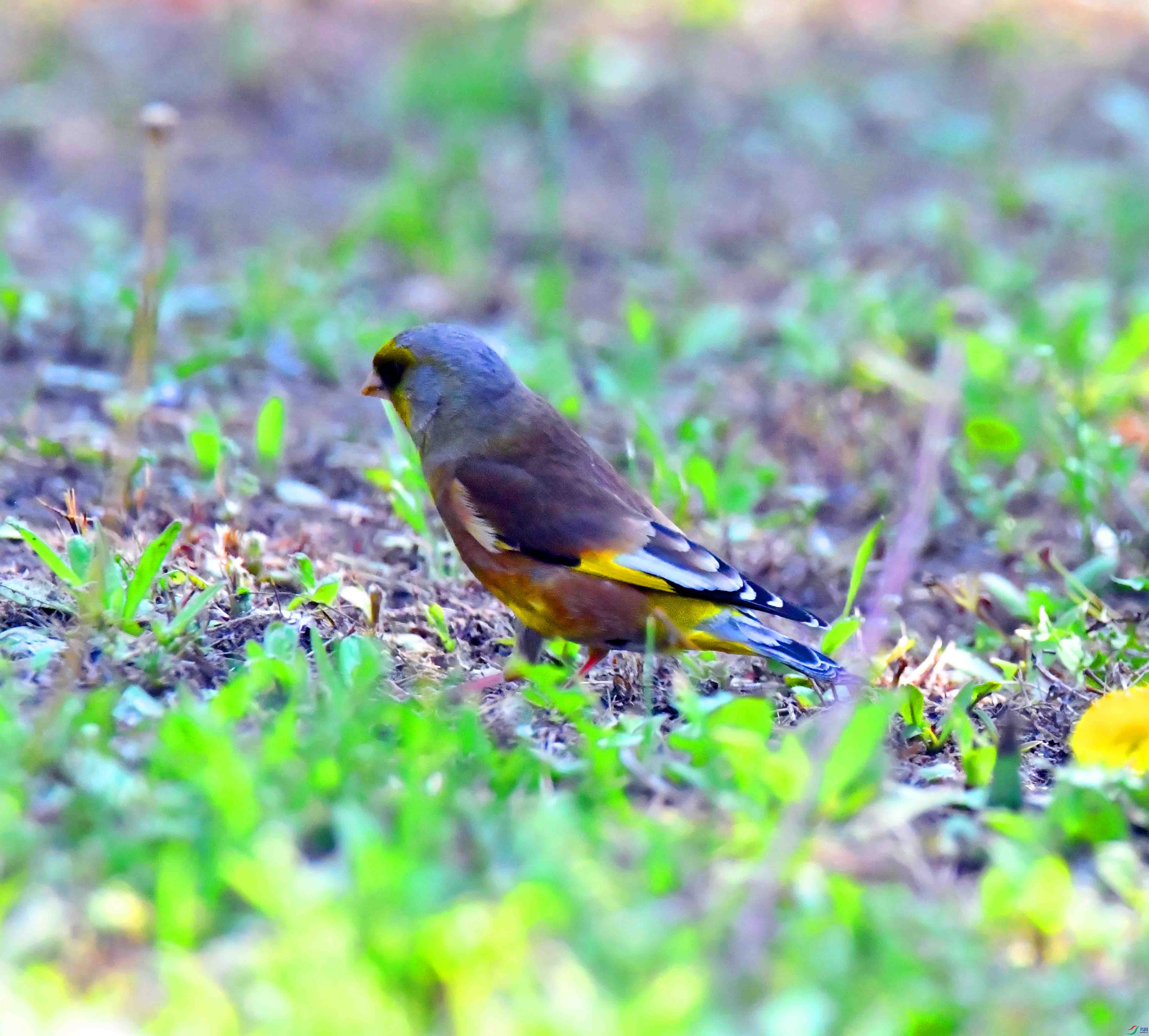 DSC_2789.JPG