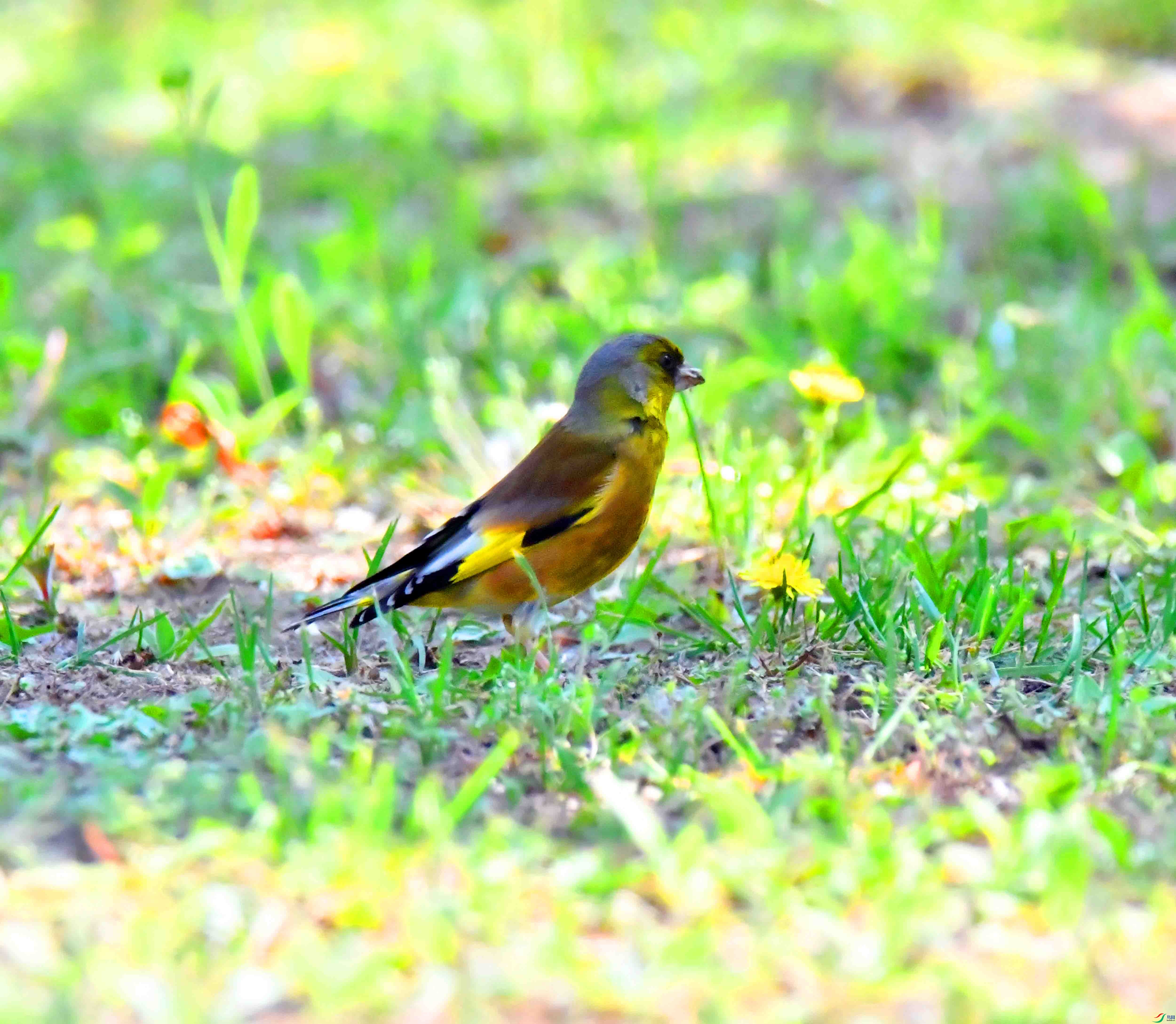 DSC_2786.JPG