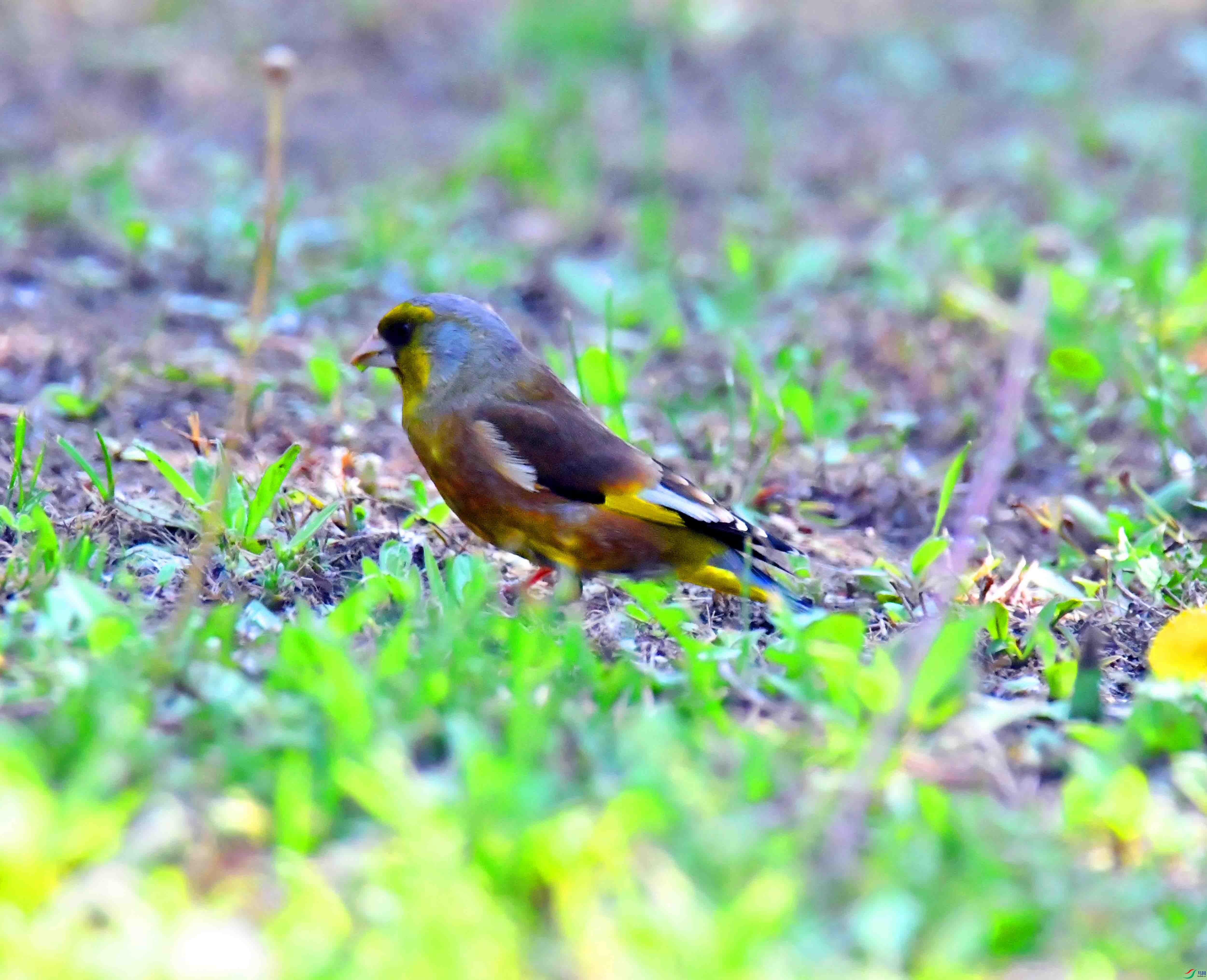 DSC_2798.JPG