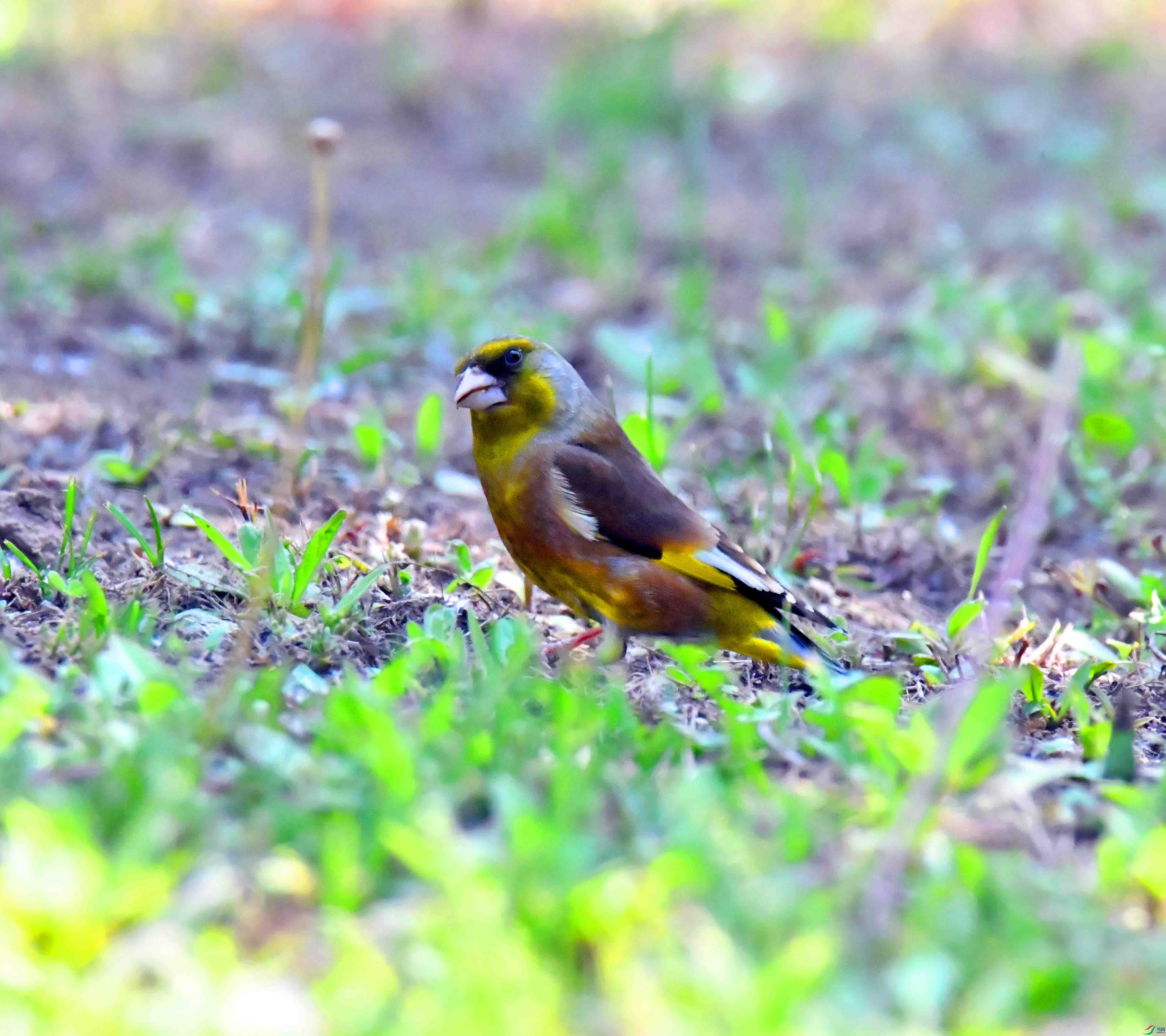 DSC_2792.JPG