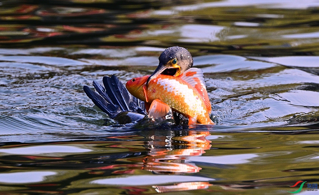 DSC_7559.JPG
