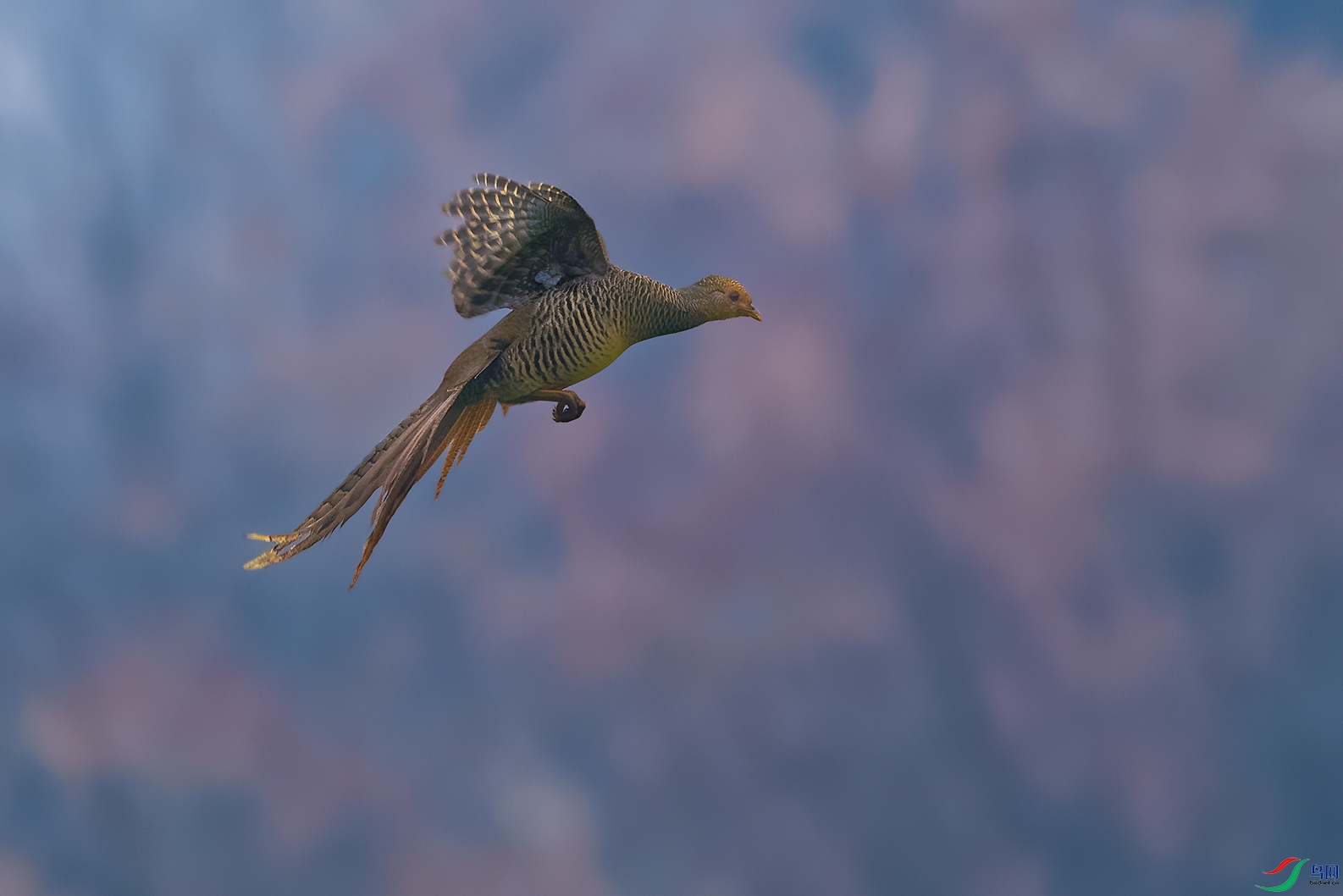 DSC_7530_DxOa.jpg