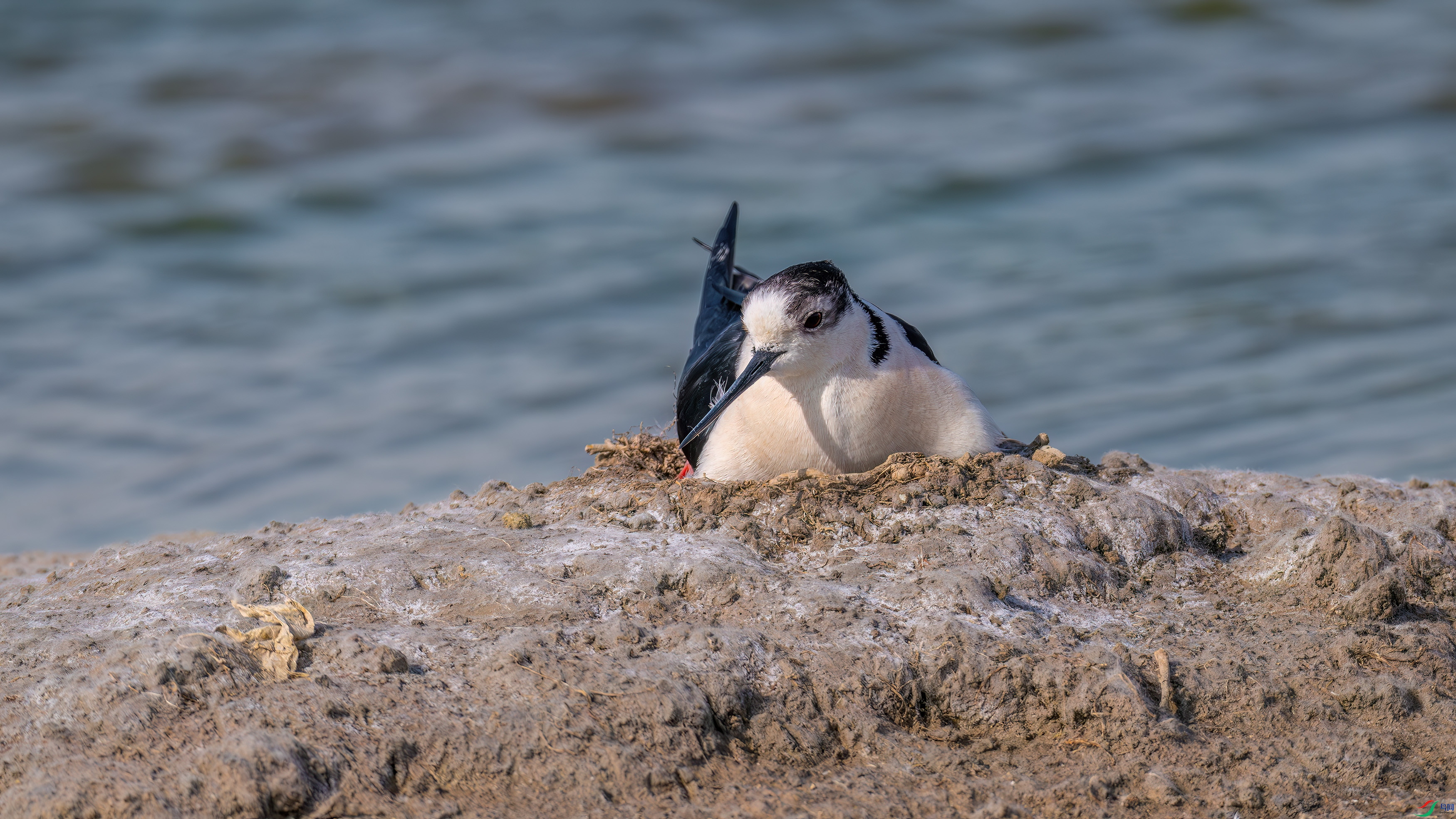 DSC_4471.jpg