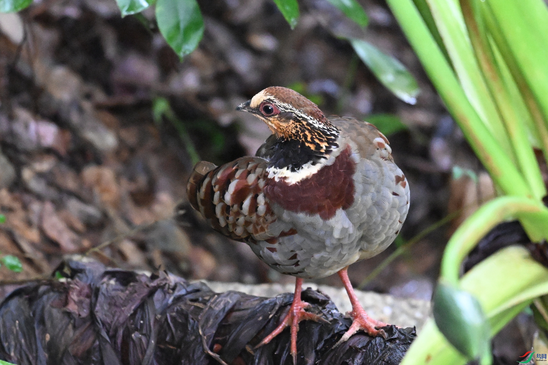 DSC_3703.JPG