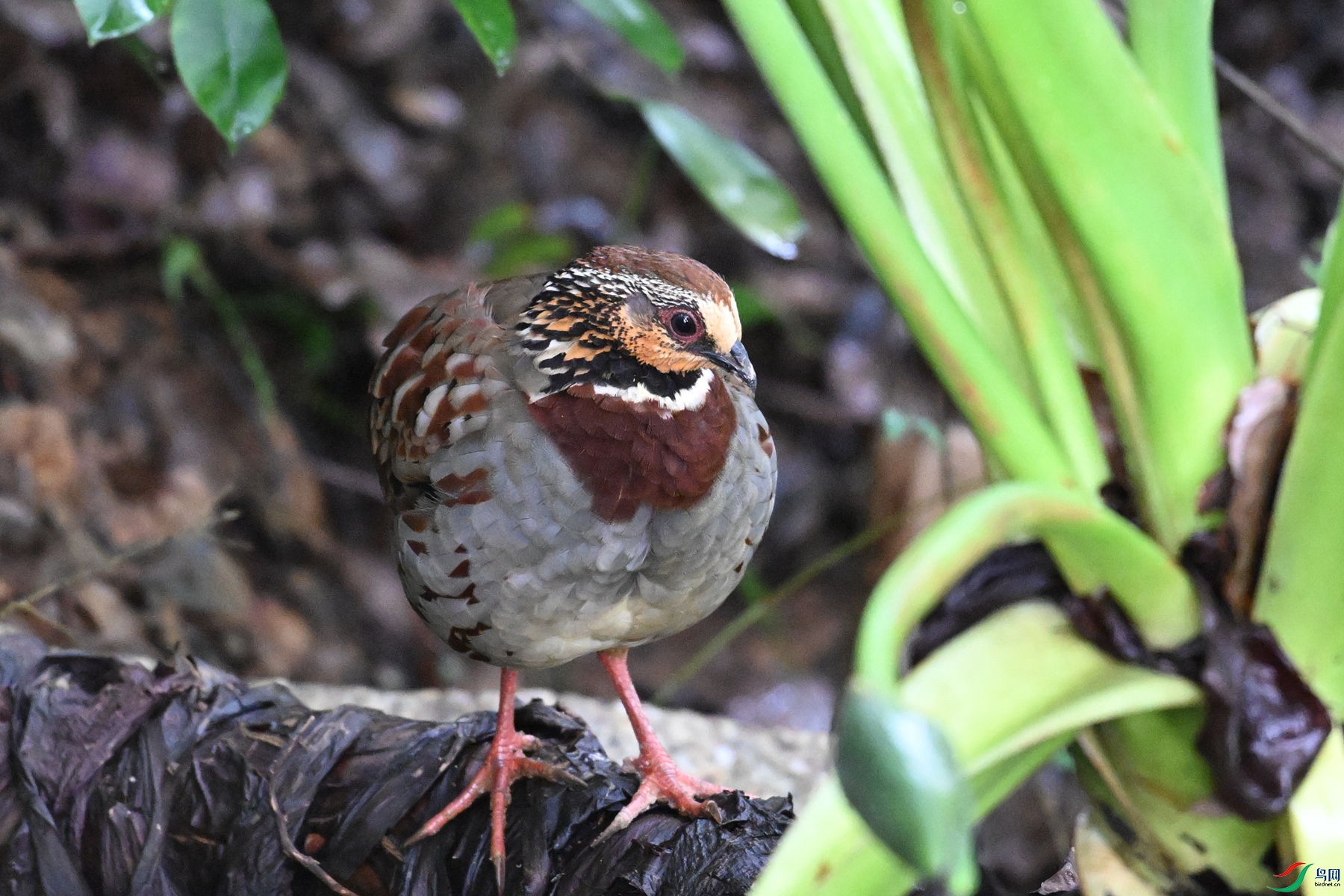 DSC_3717.JPG