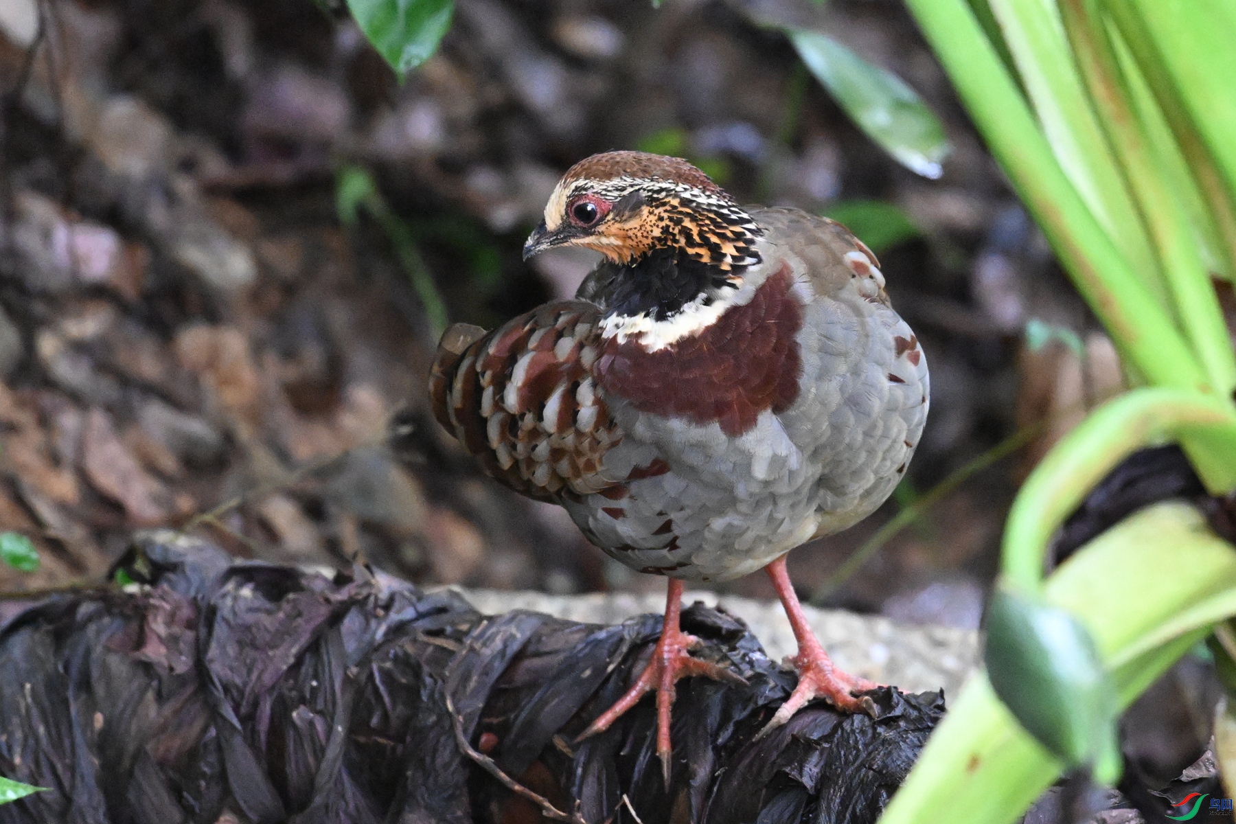DSC_3705.JPG