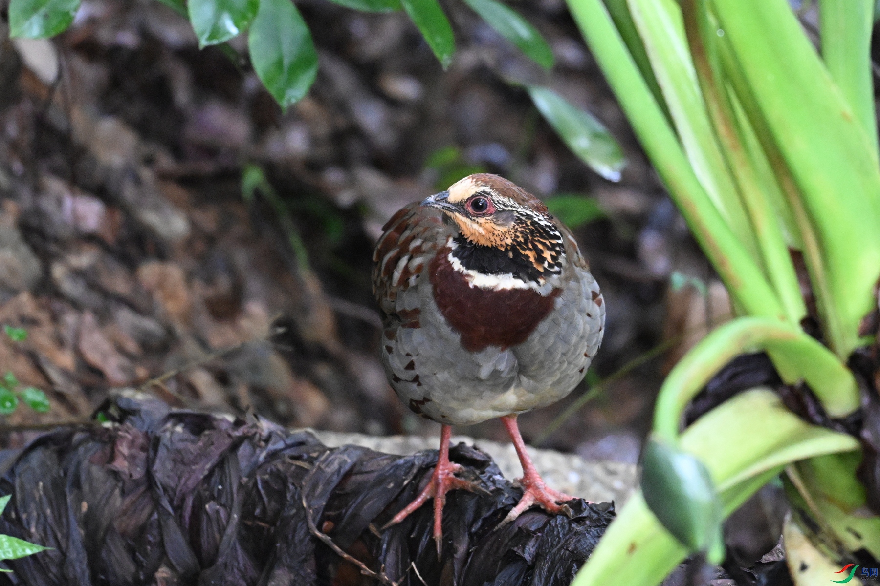 DSC_3720.JPG