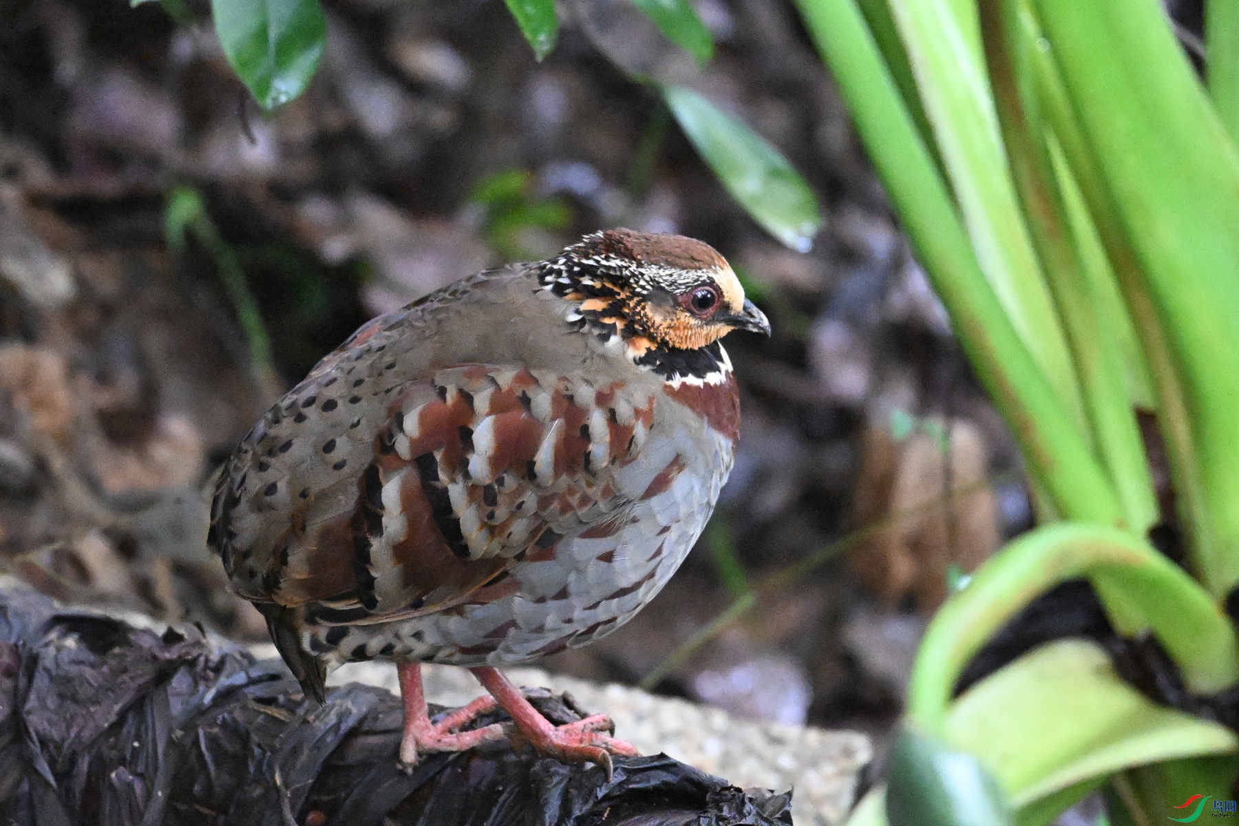 DSC_3672.JPG