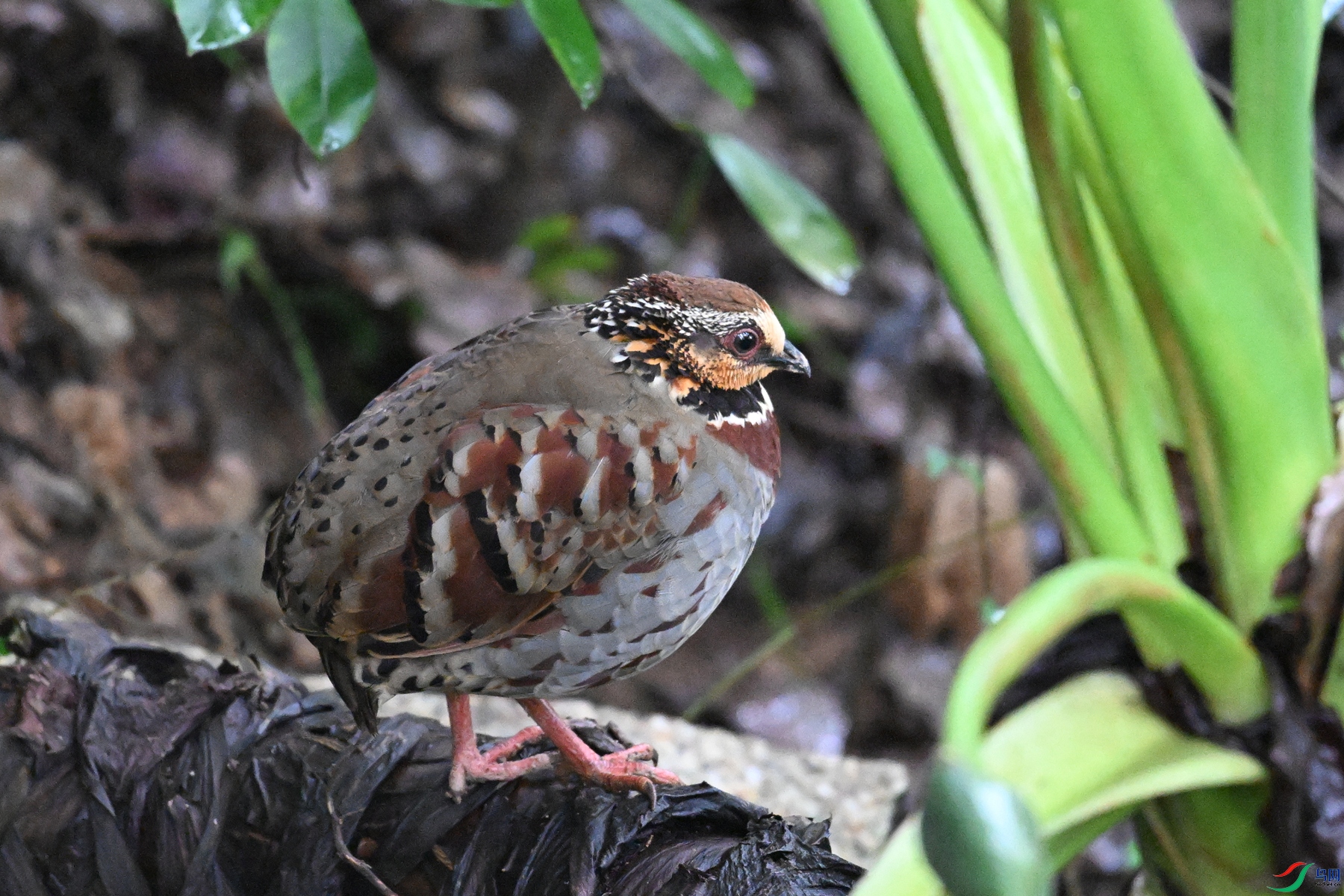 DSC_3674.JPG