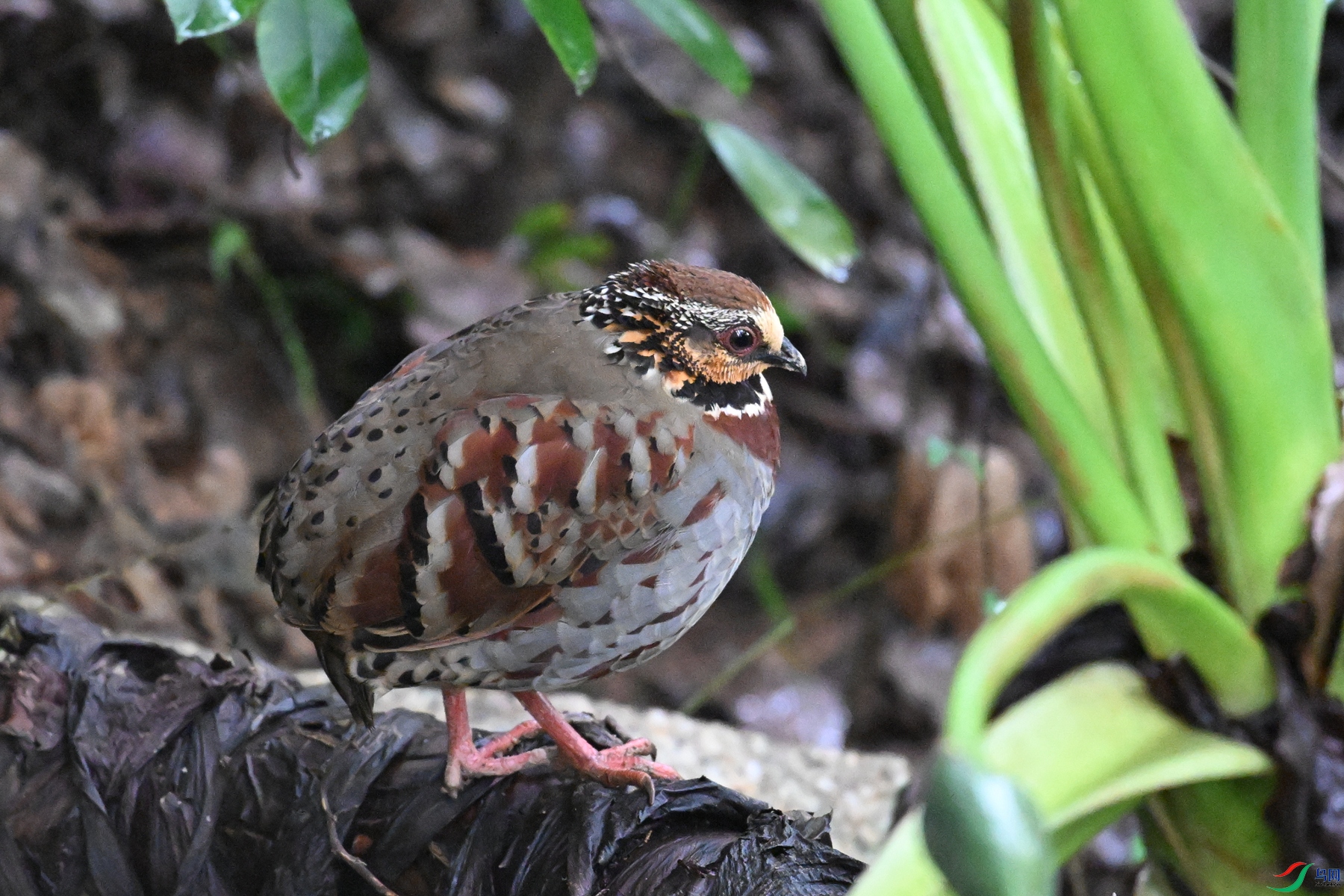 DSC_3676.JPG