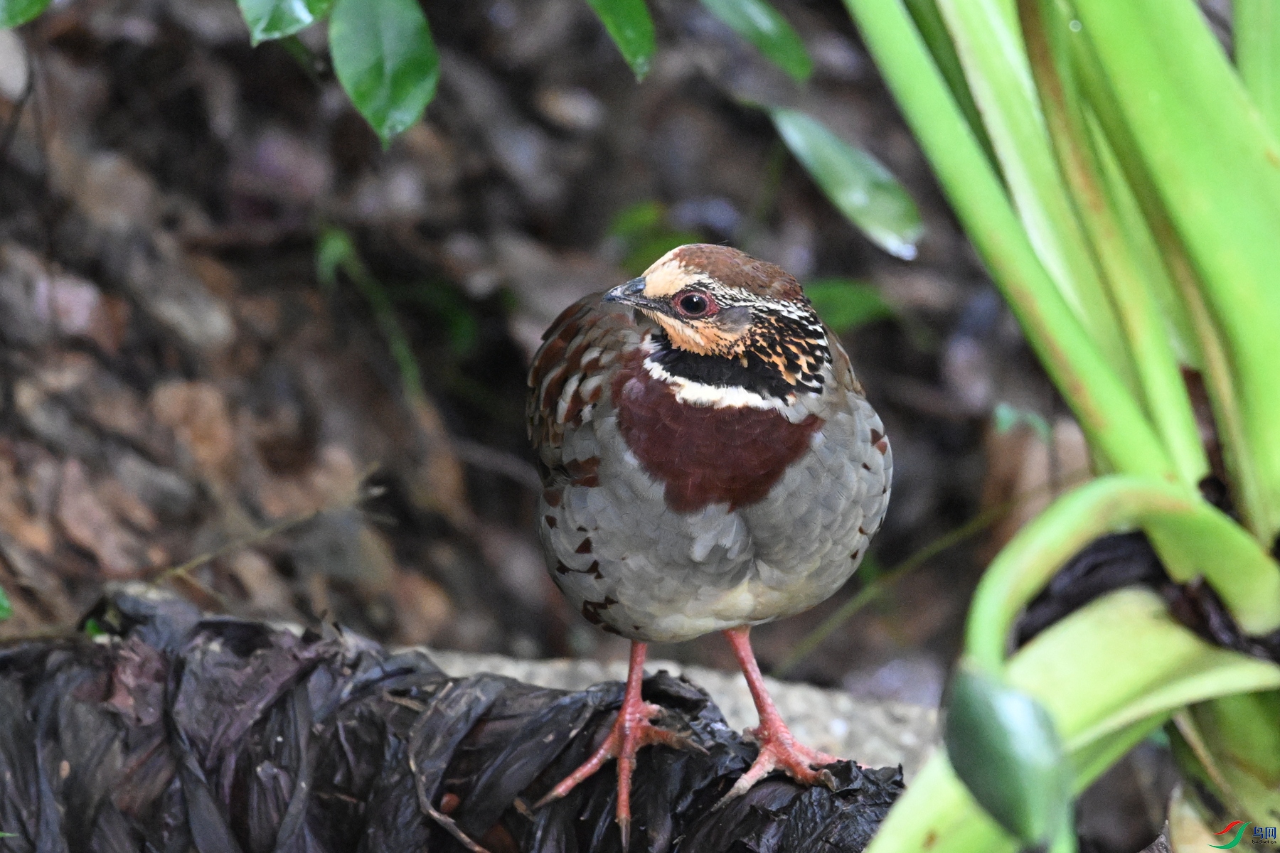 DSC_3731.JPG