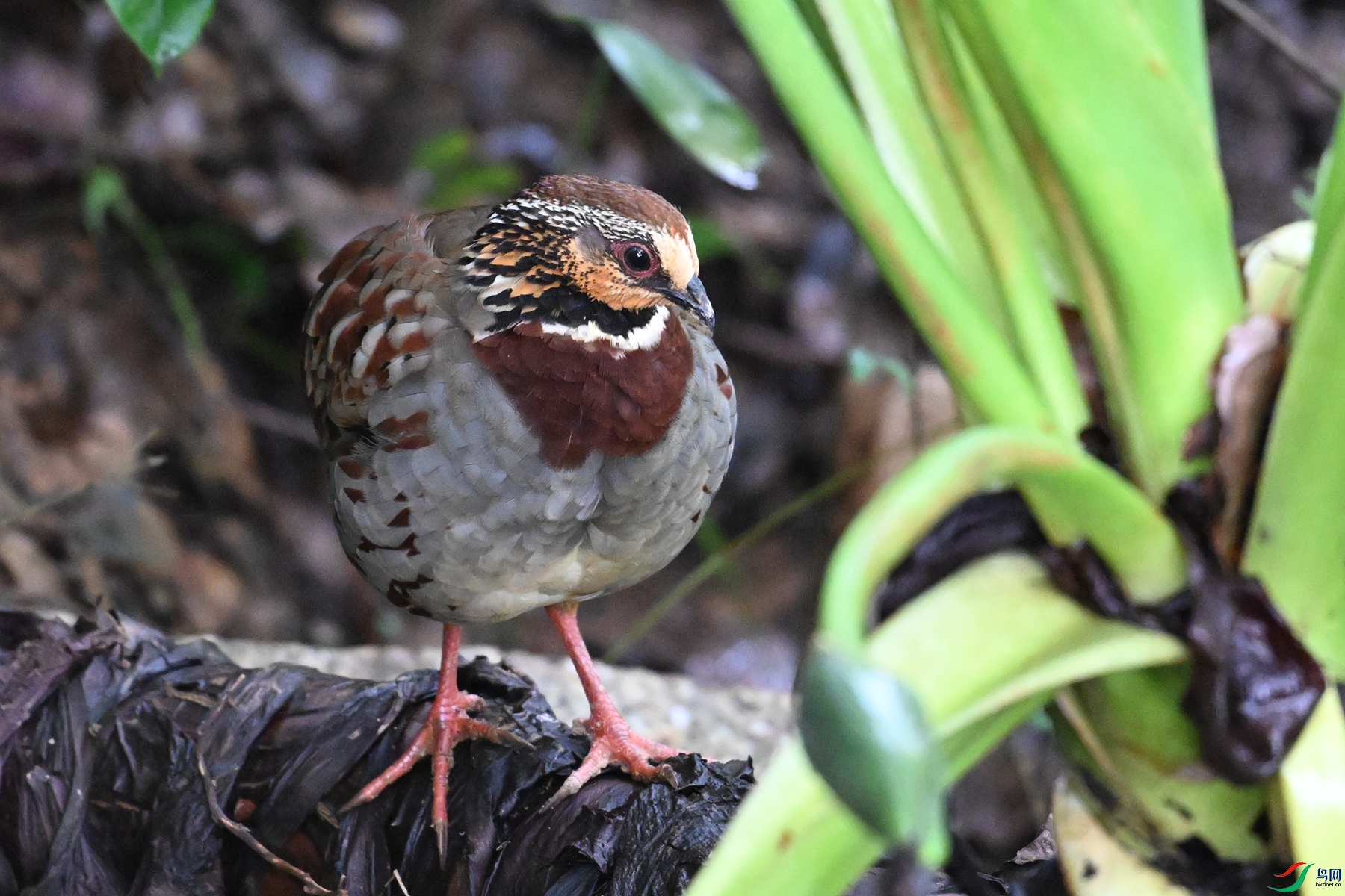 DSC_3718.JPG