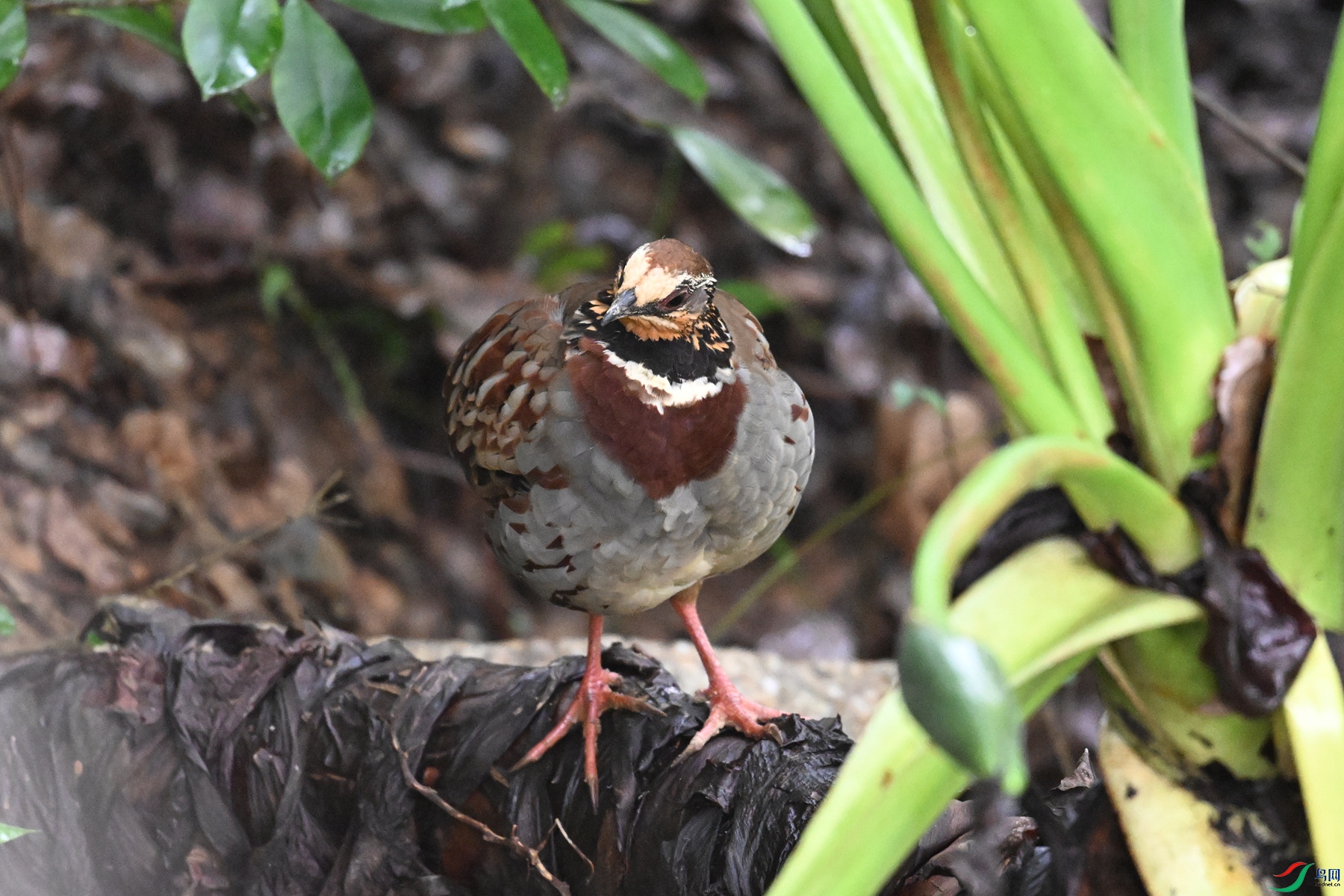 DSC_3695.JPG