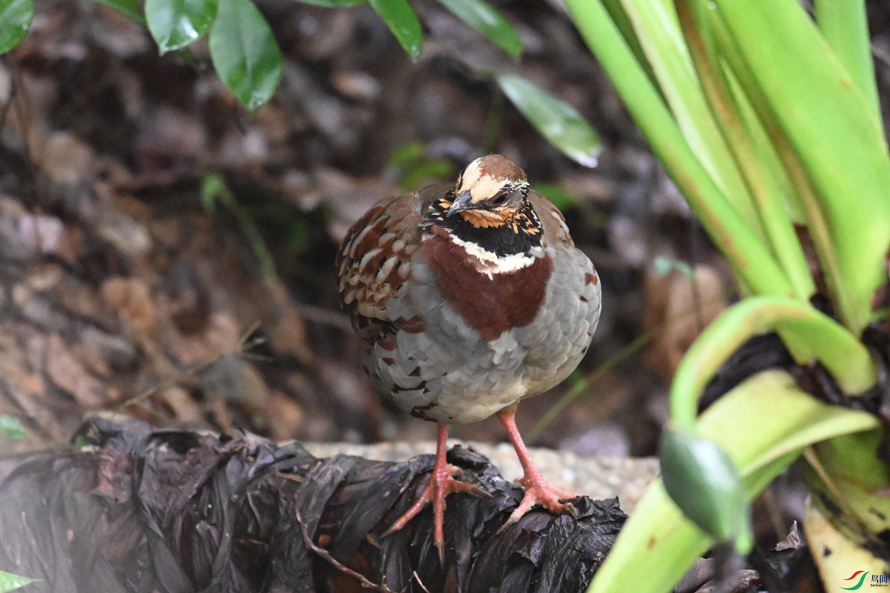 DSC_3698.JPG