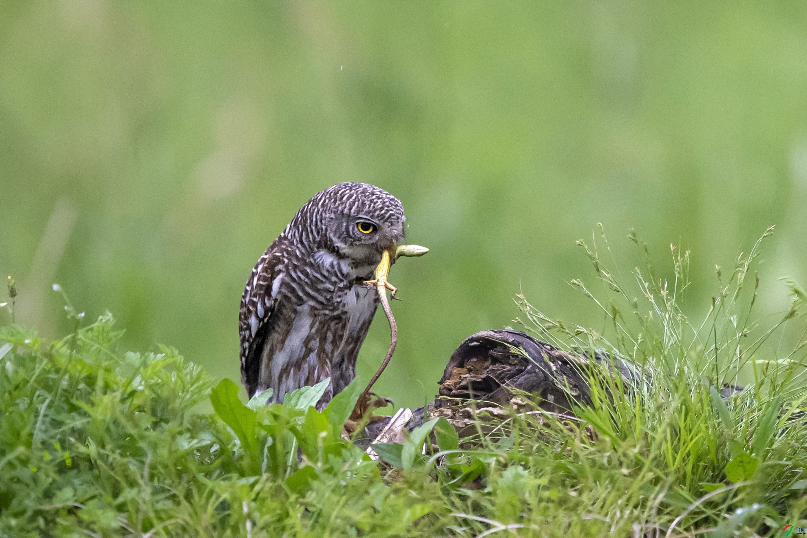 DSC_1161.jpg
