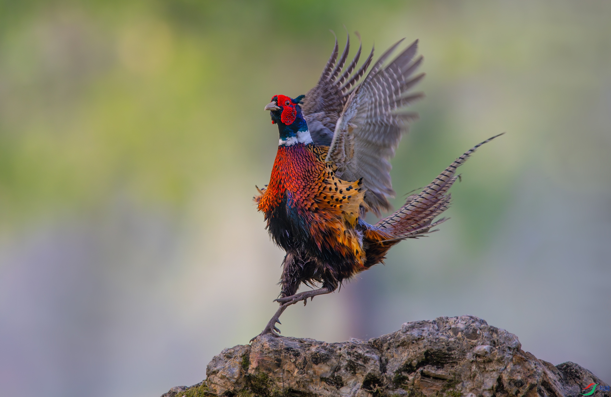 DSC_4335-����ǿ-NR000.jpg