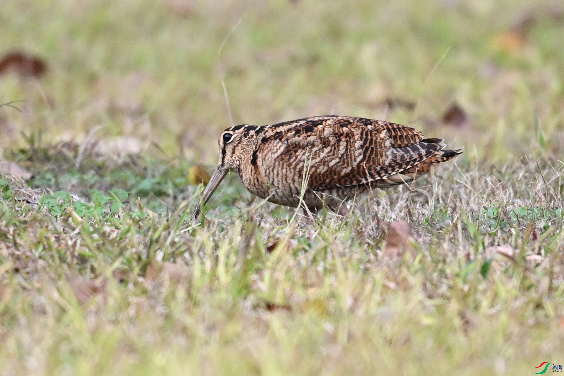 DSC_8567.JPG