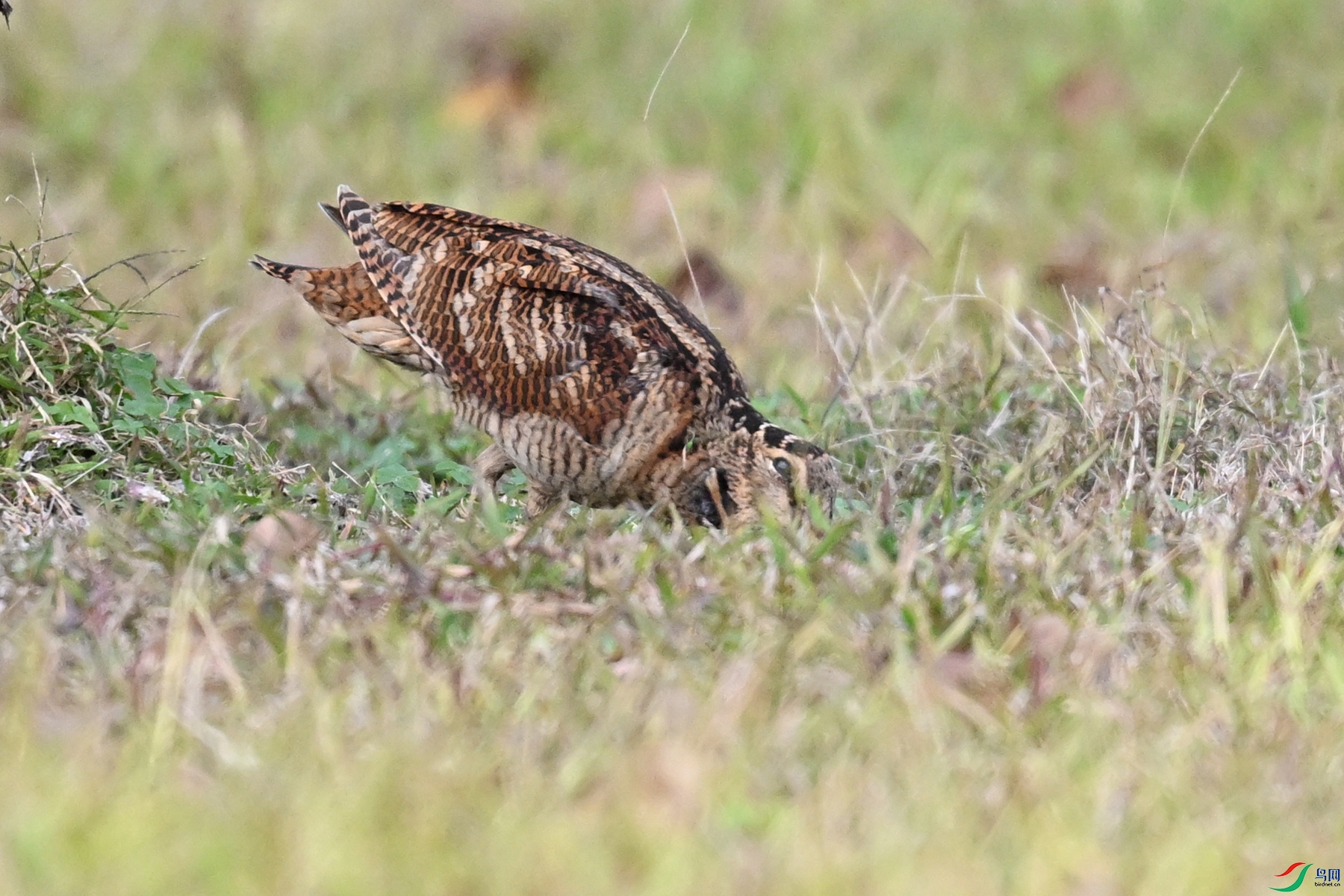 DSC_8544.JPG