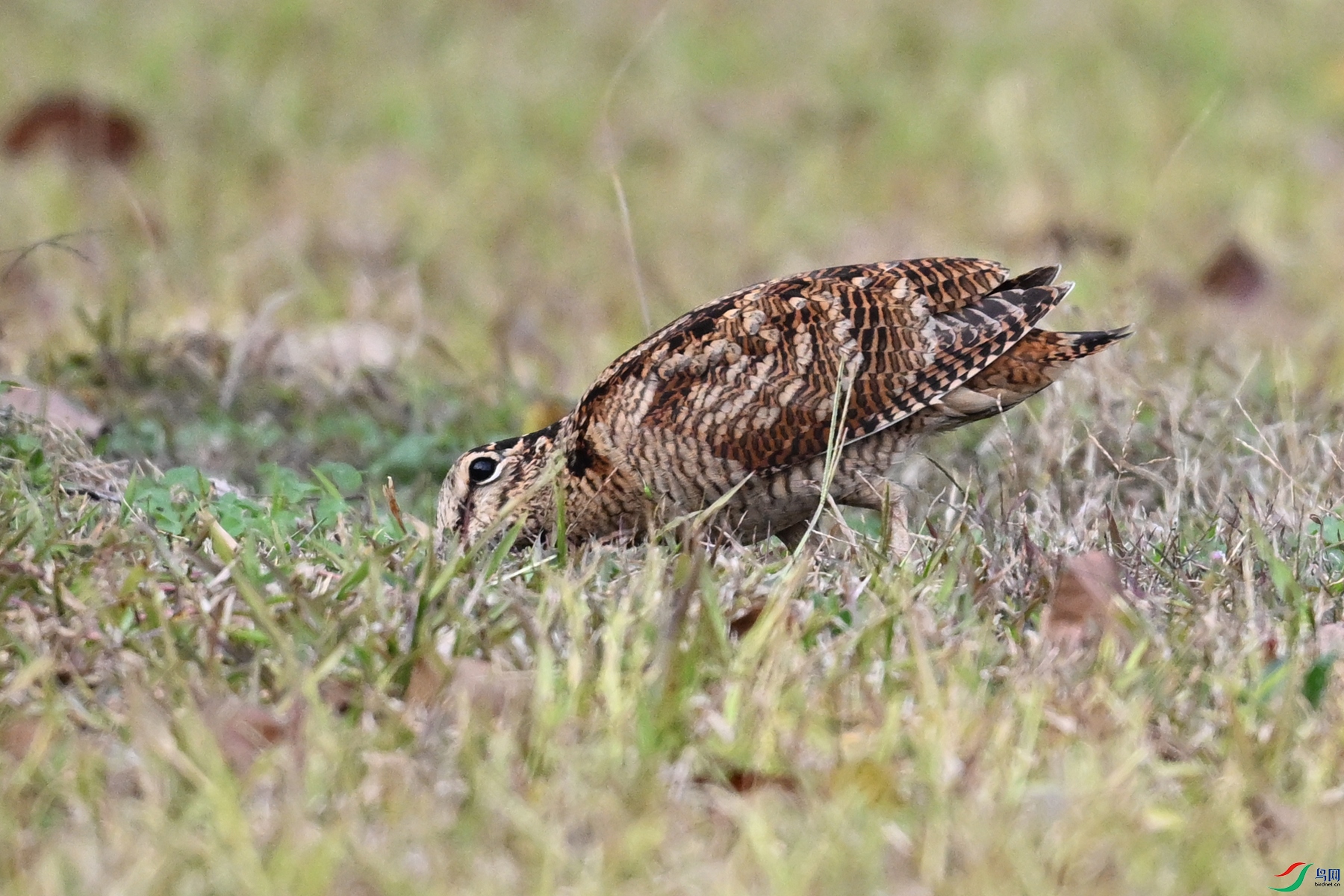 DSC_8570.JPG