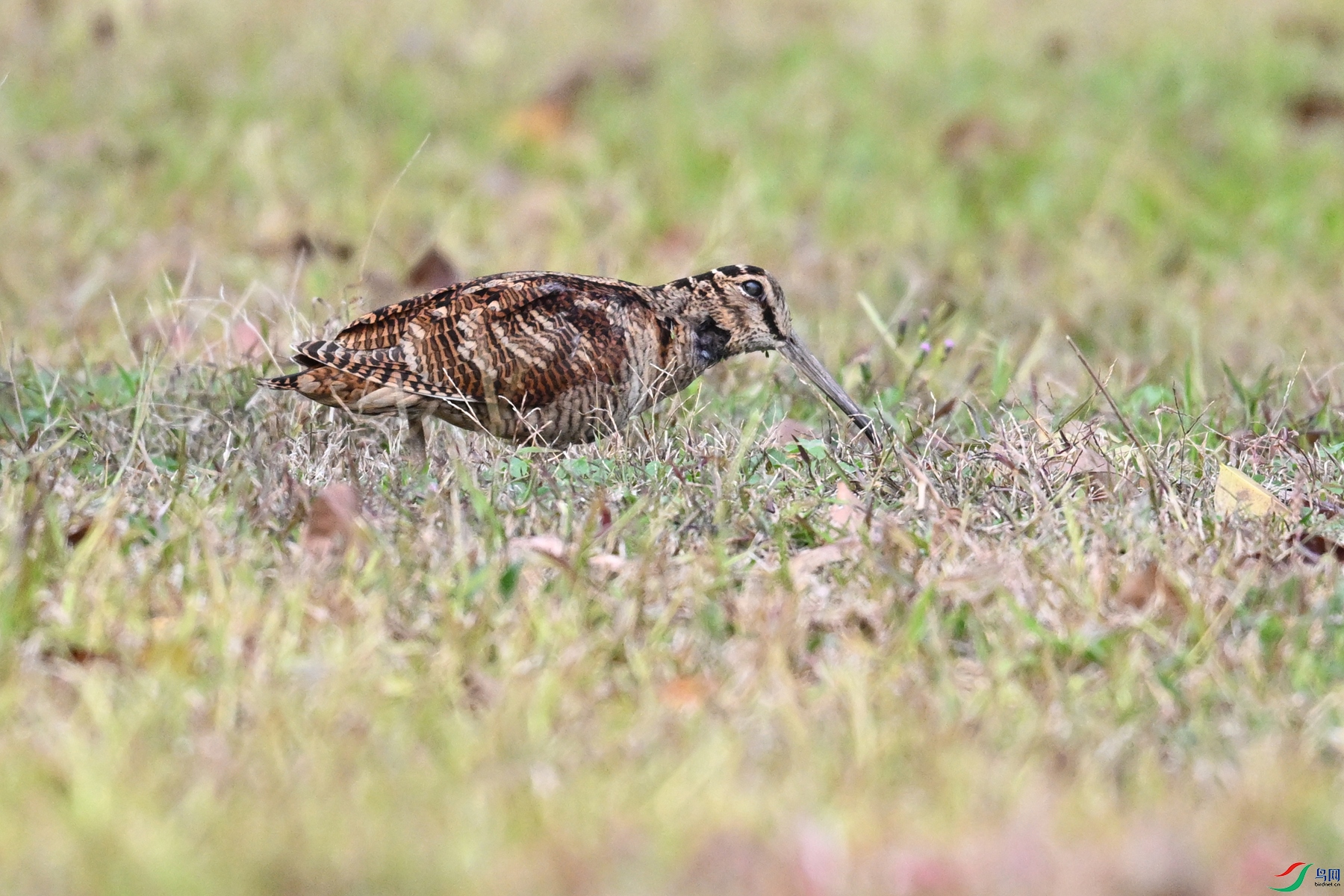 DSC_8597.JPG