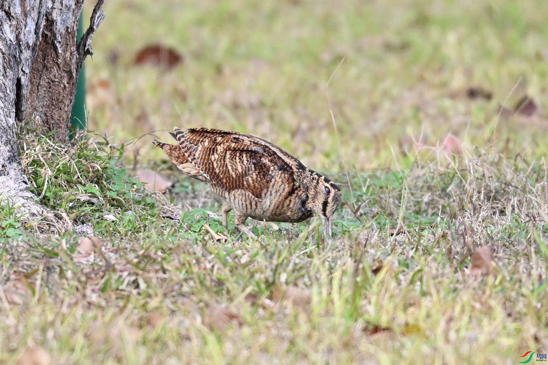 DSC_8545.JPG